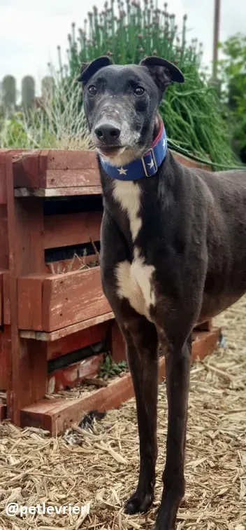 banquo adozione greyhound