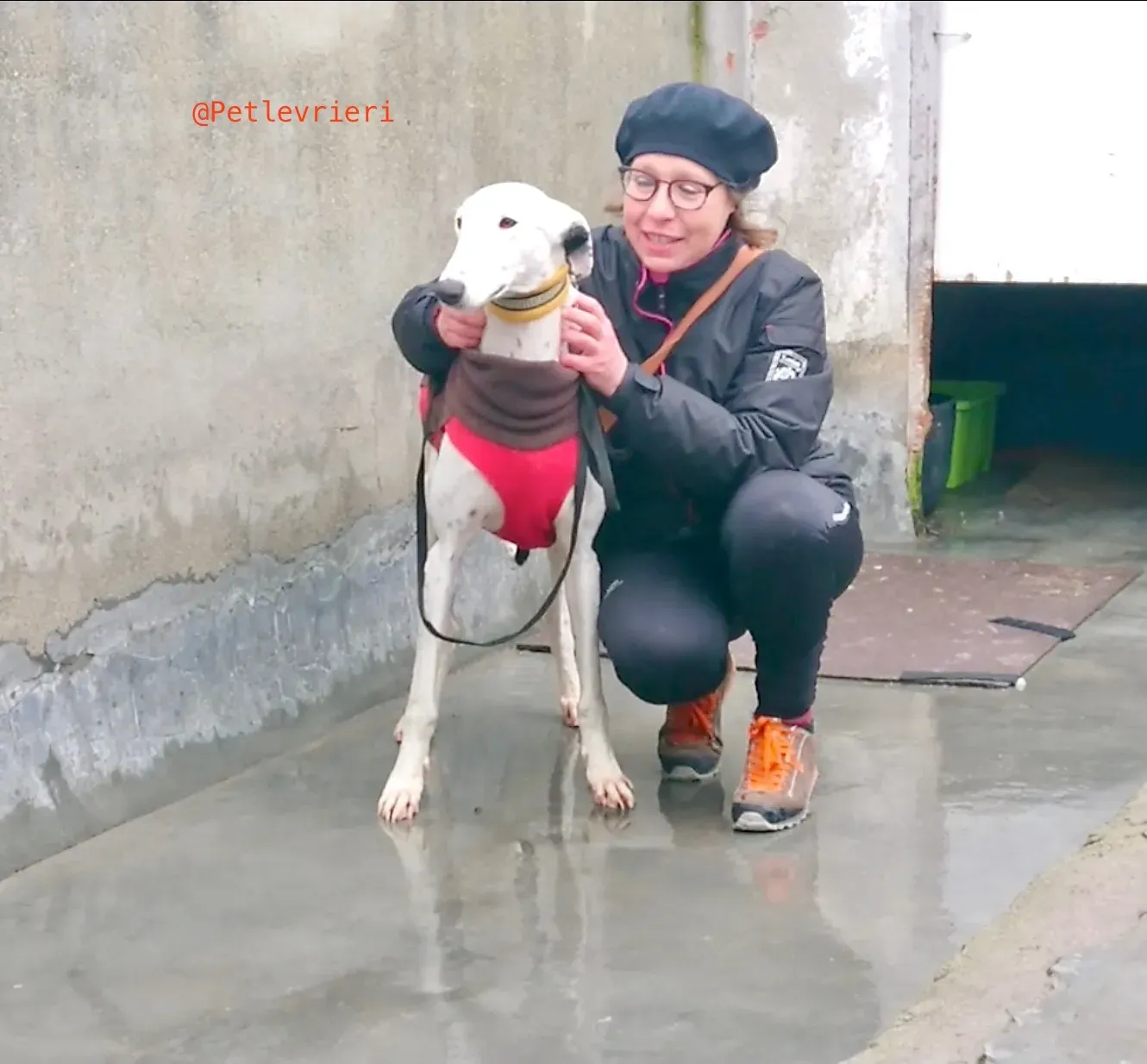 bany adozione levrieri galgo 1