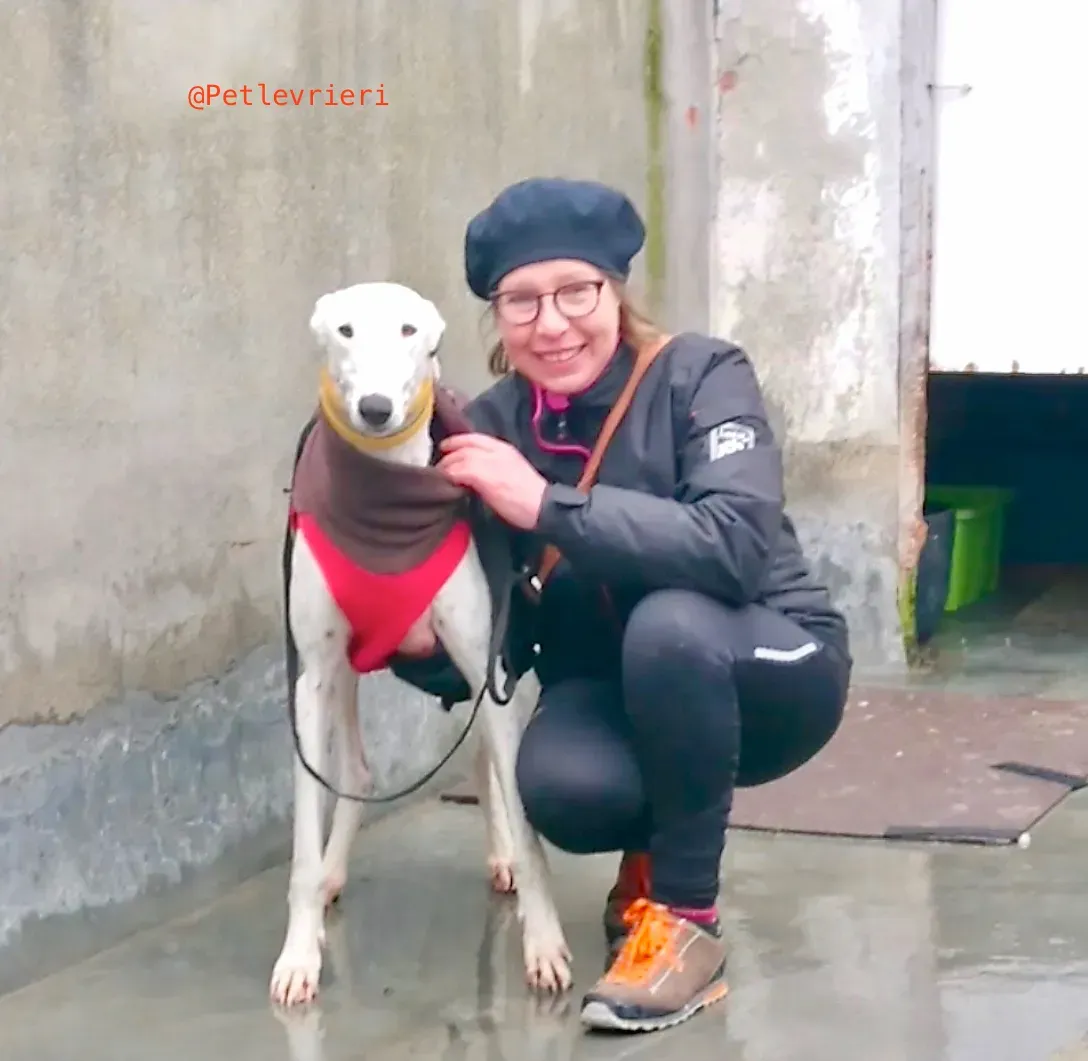 bany adozione levrieri galgo 20