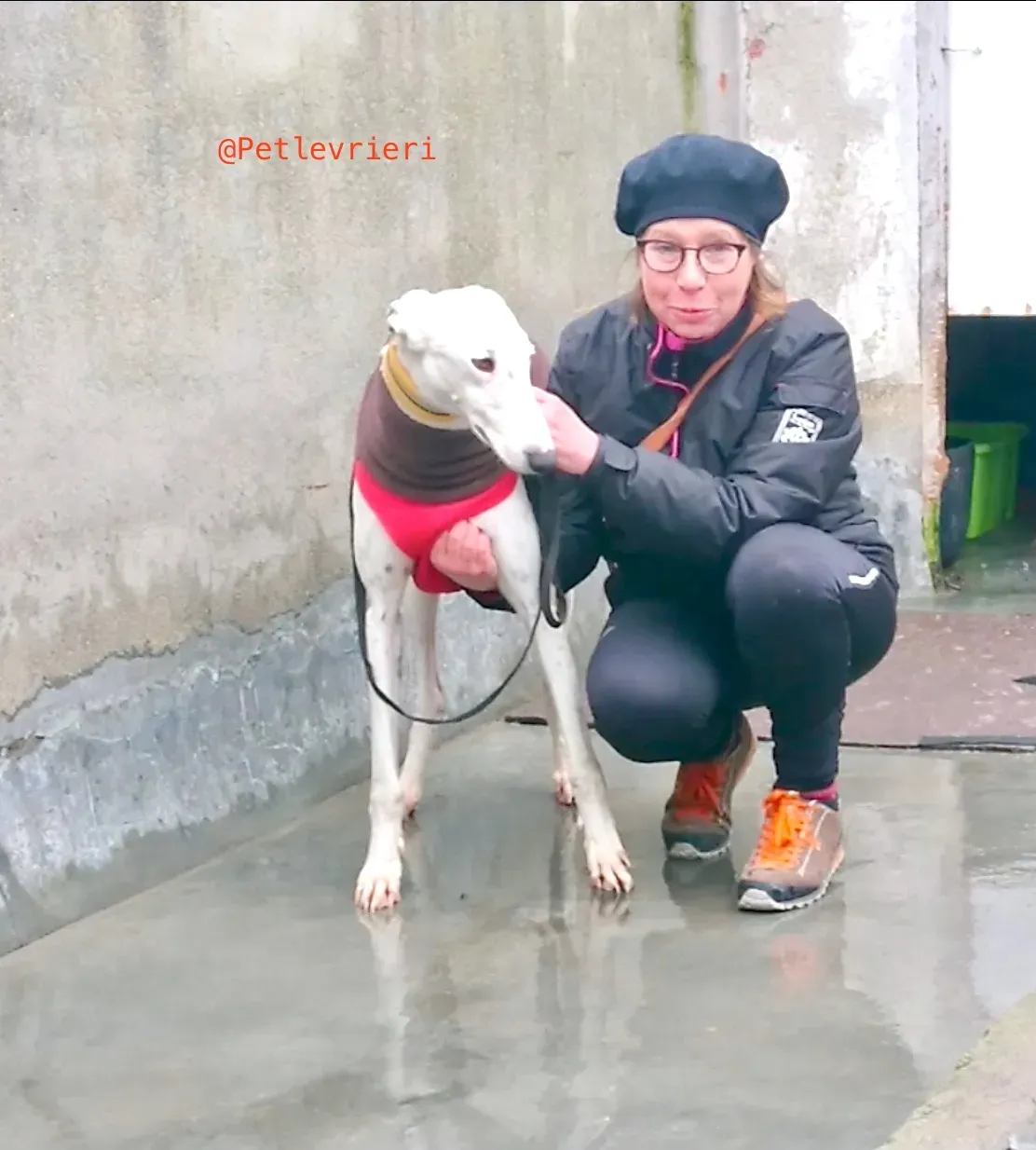 bany adozione levrieri galgo 23