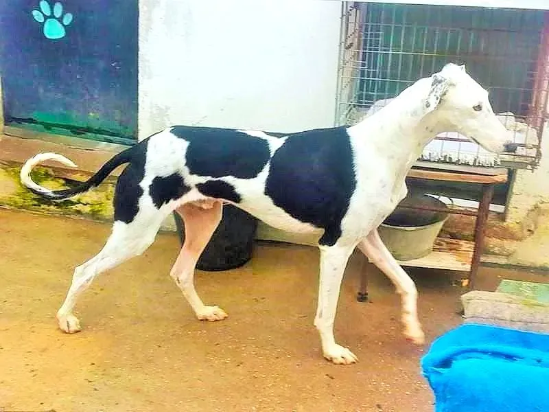 bany adozioni levrieri galgo 20