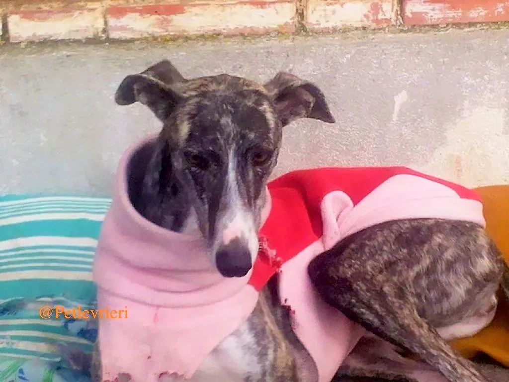 barbie adozione levrieri galgo 1 1024x768 1