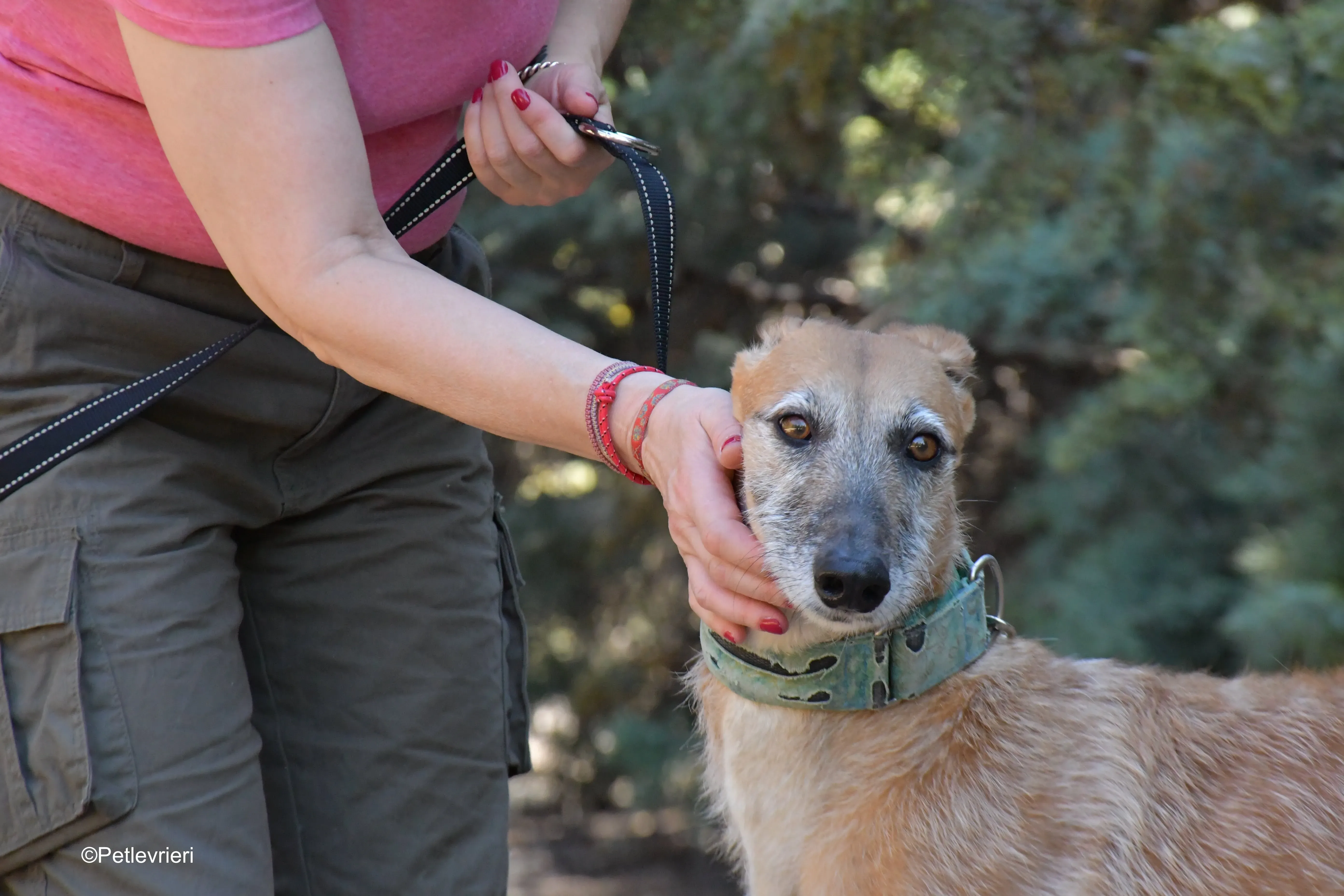 barbie adozione levrieri galgo 12