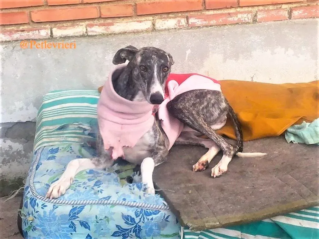 barbie adozione levrieri galgo 2 1024x768 1