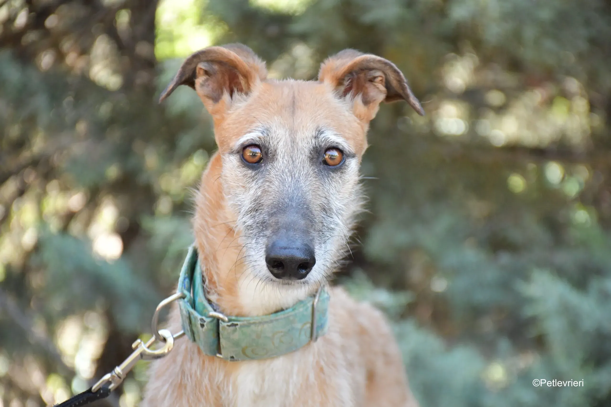 barbie adozione levrieri galgo 4 scaled