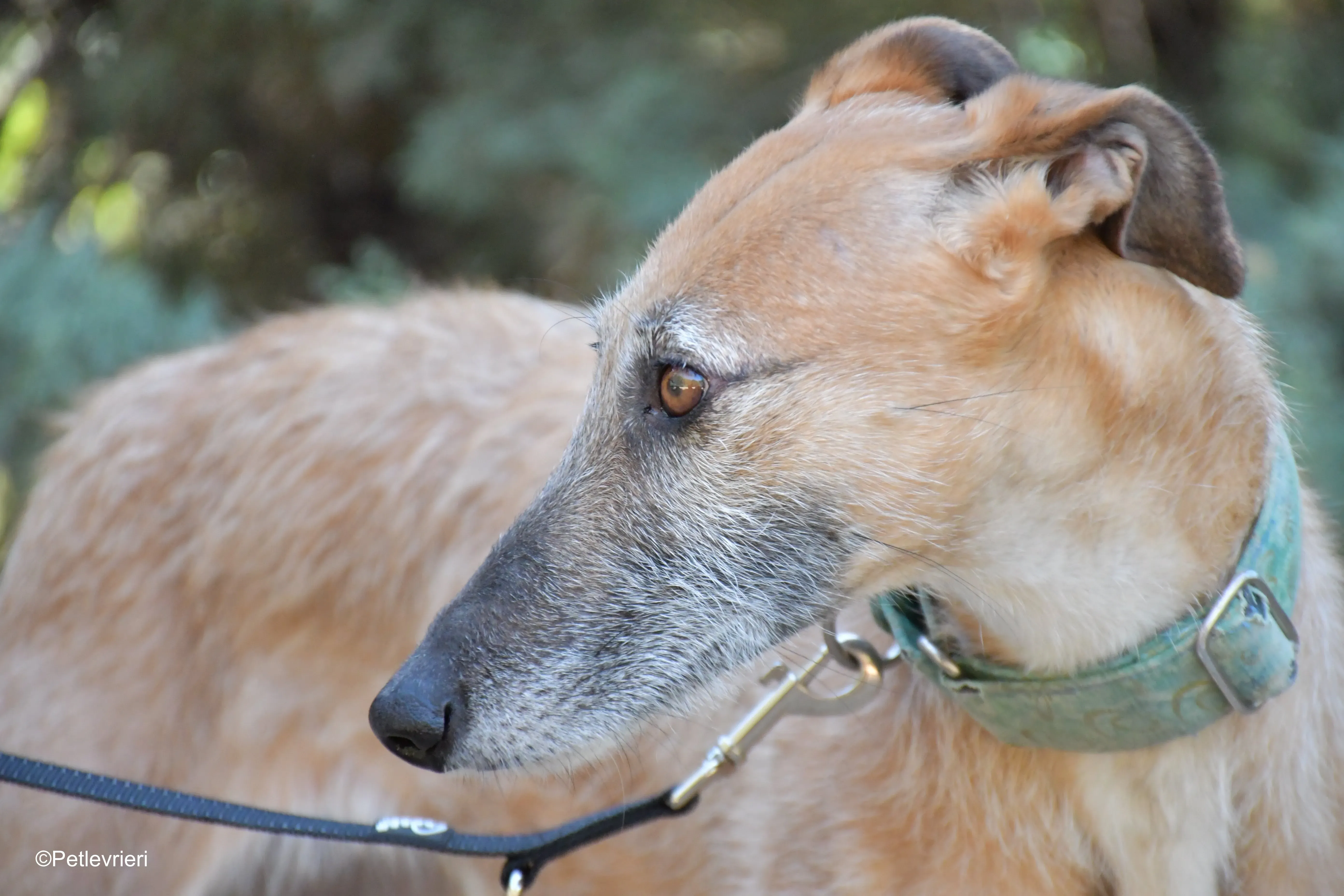 barbie adozione levrieri galgo 6