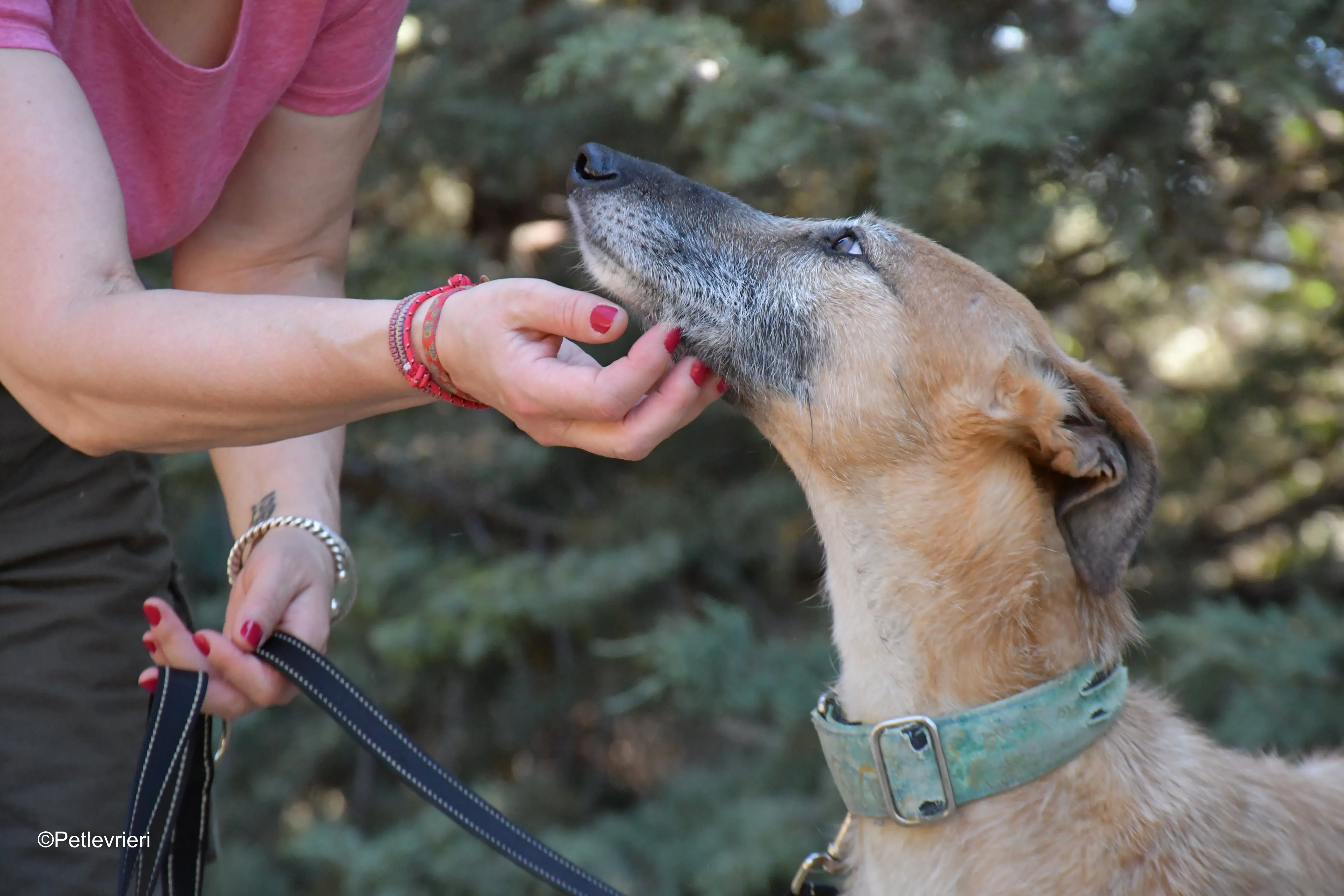 barbie adozione levrieri galgo 8