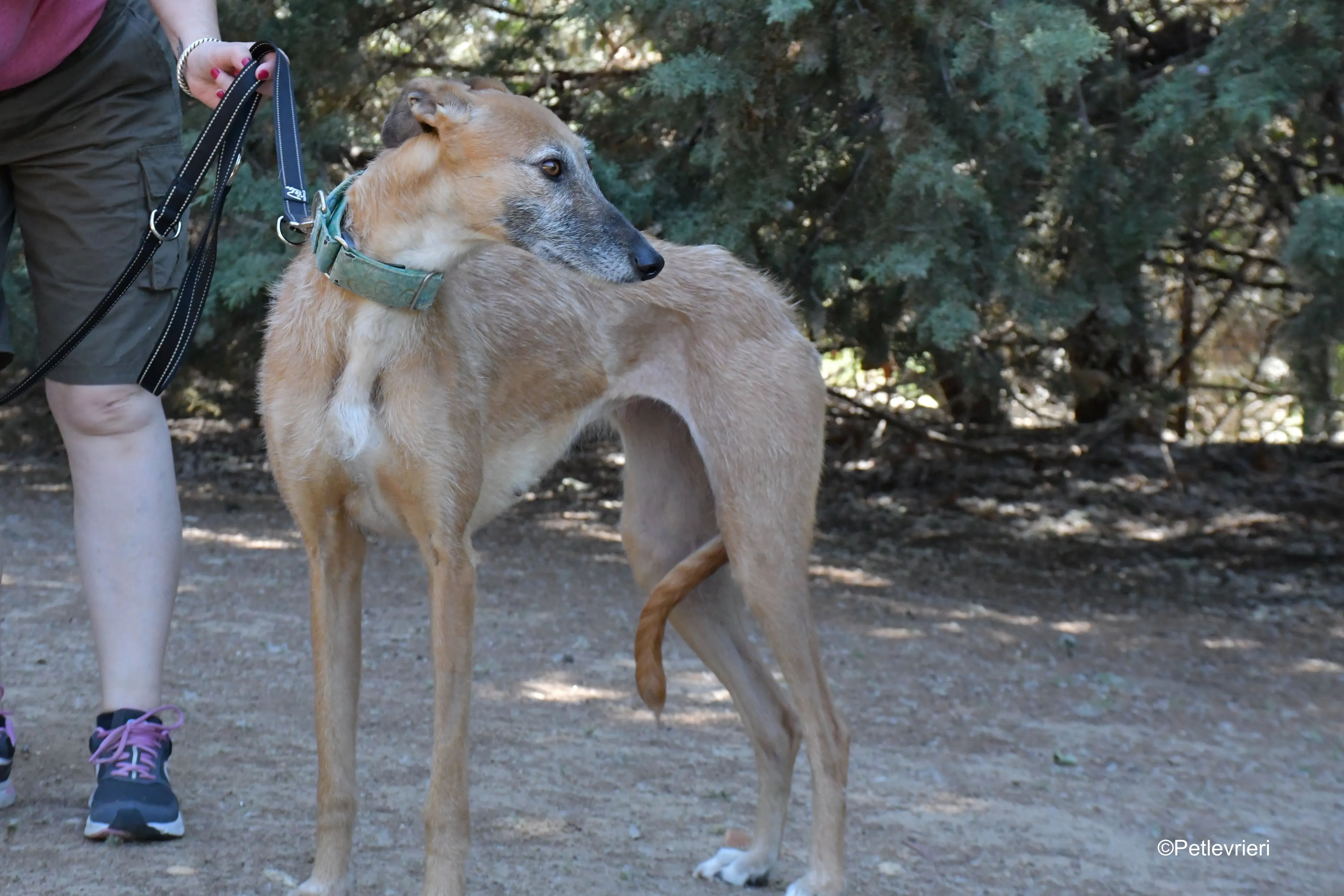 barbie adozione levrieri galgo 9