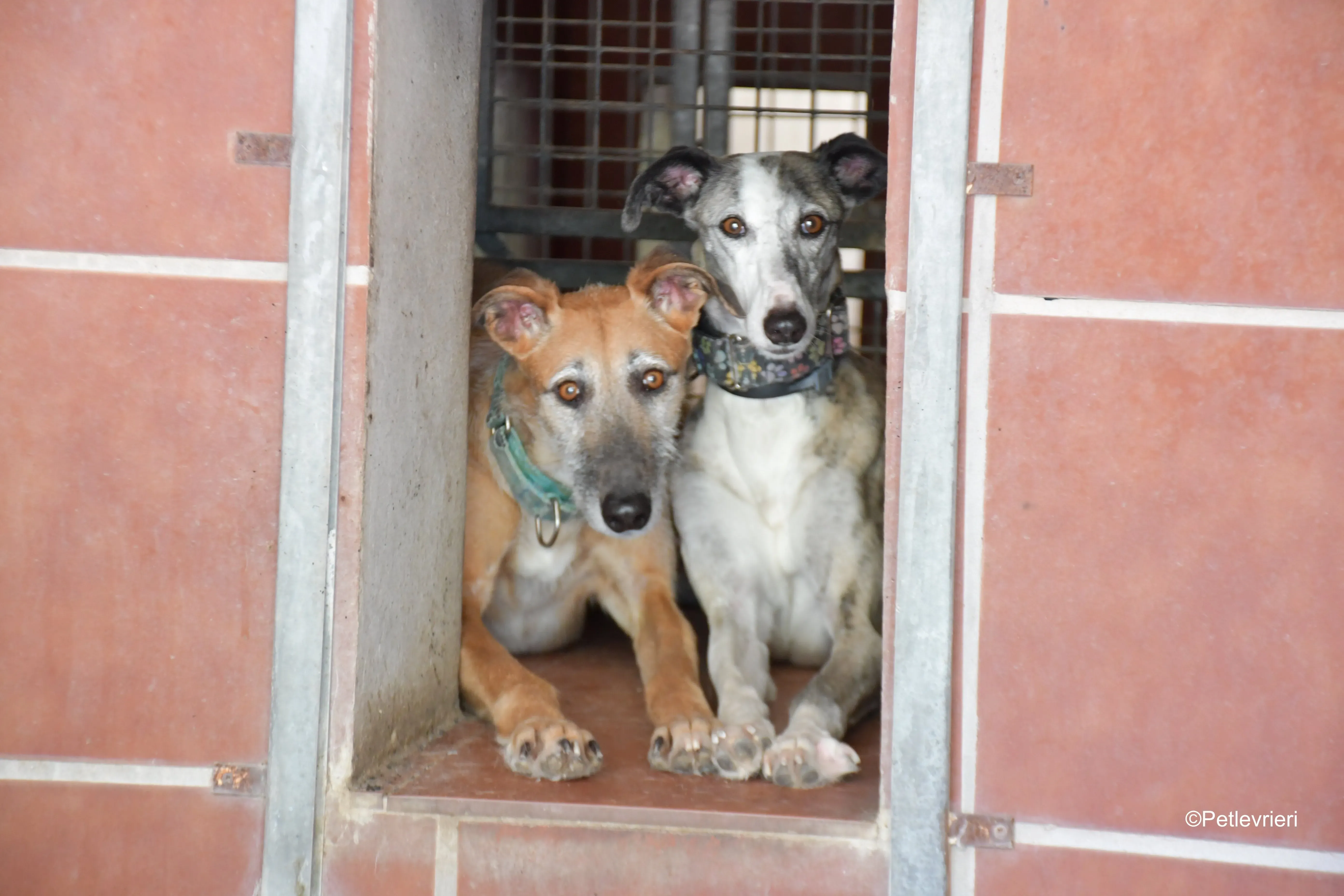 barbie luna adozione levrieri galgo