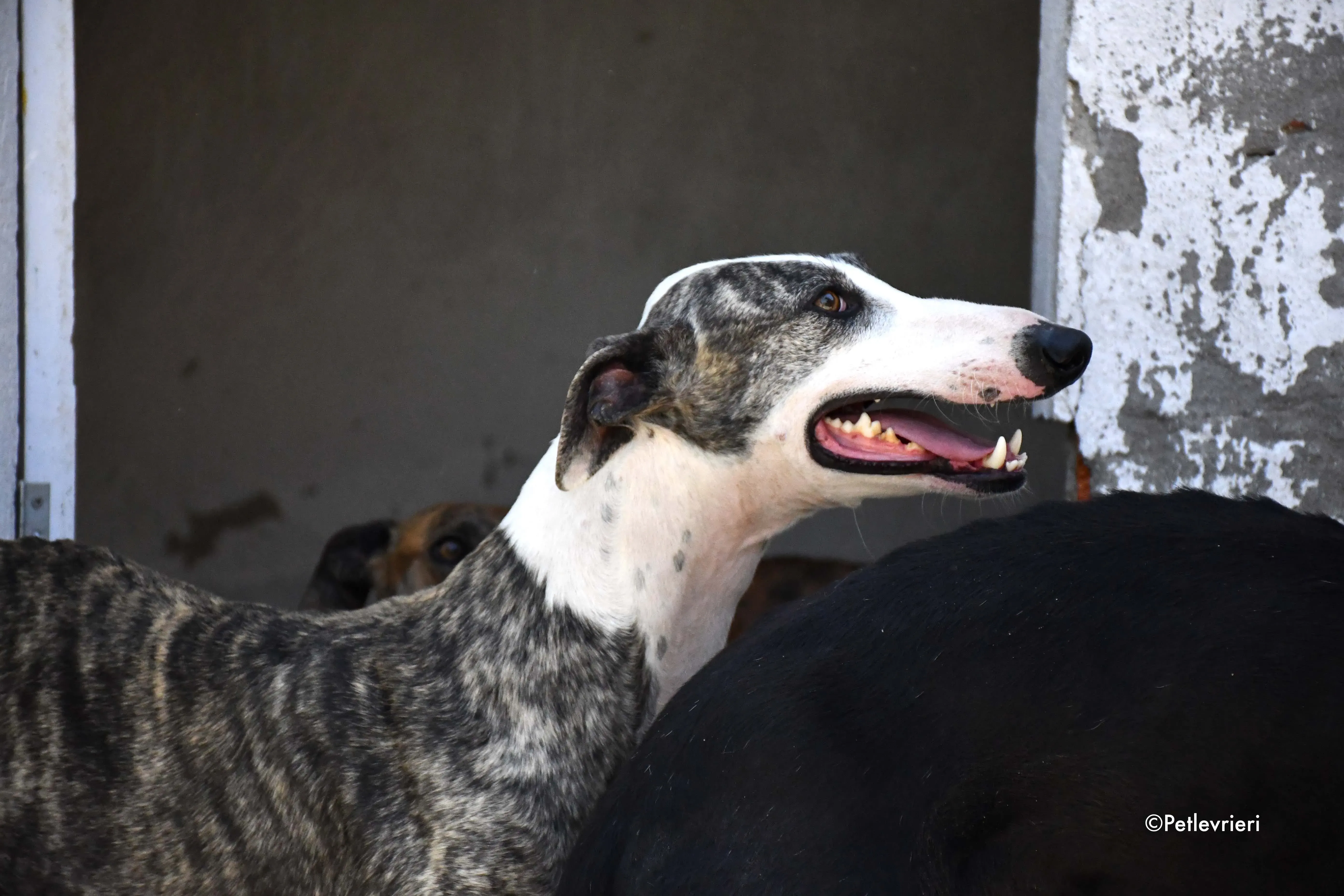 barci adozione levrieri galgo 1