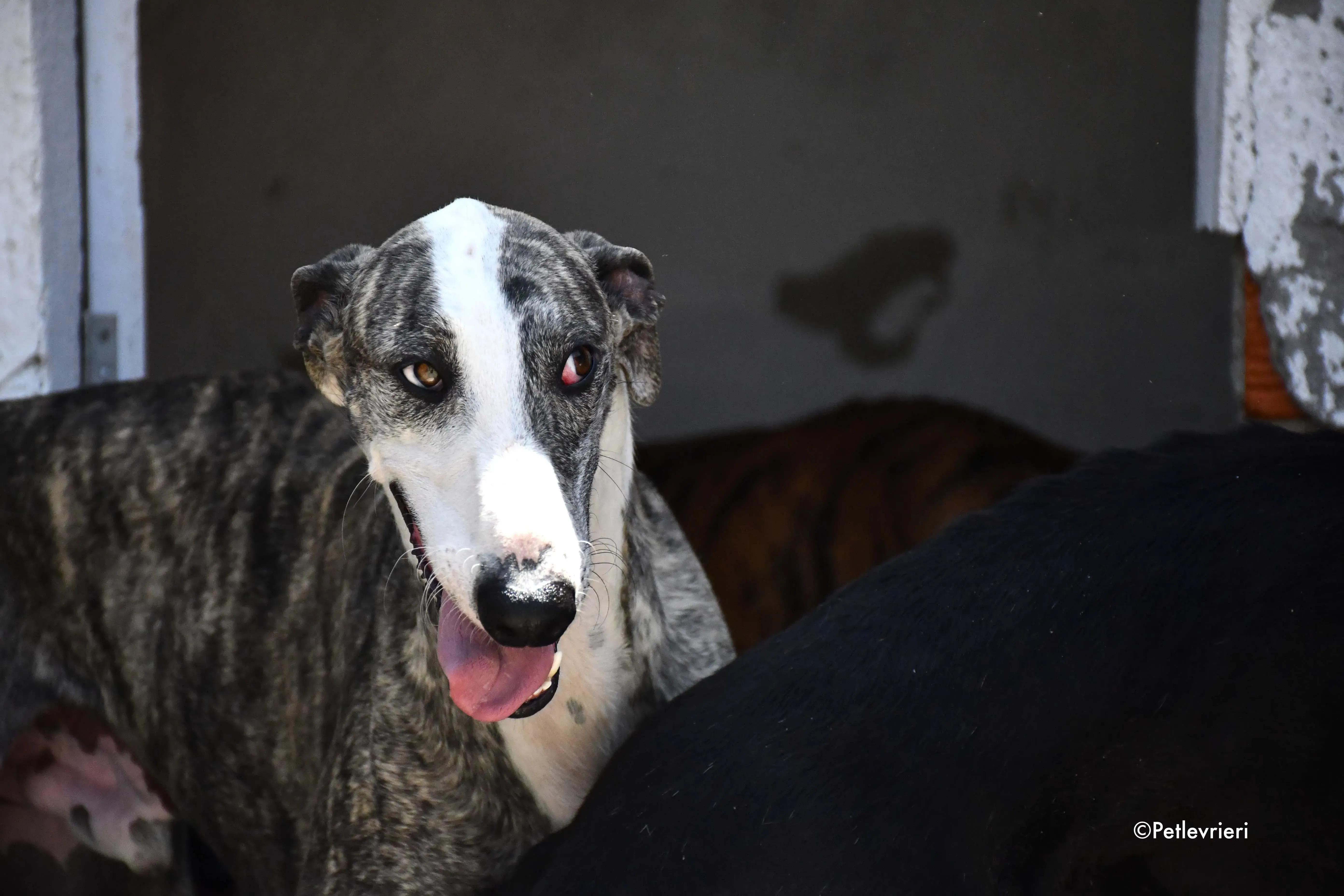 barci adozione levrieri galgo 2