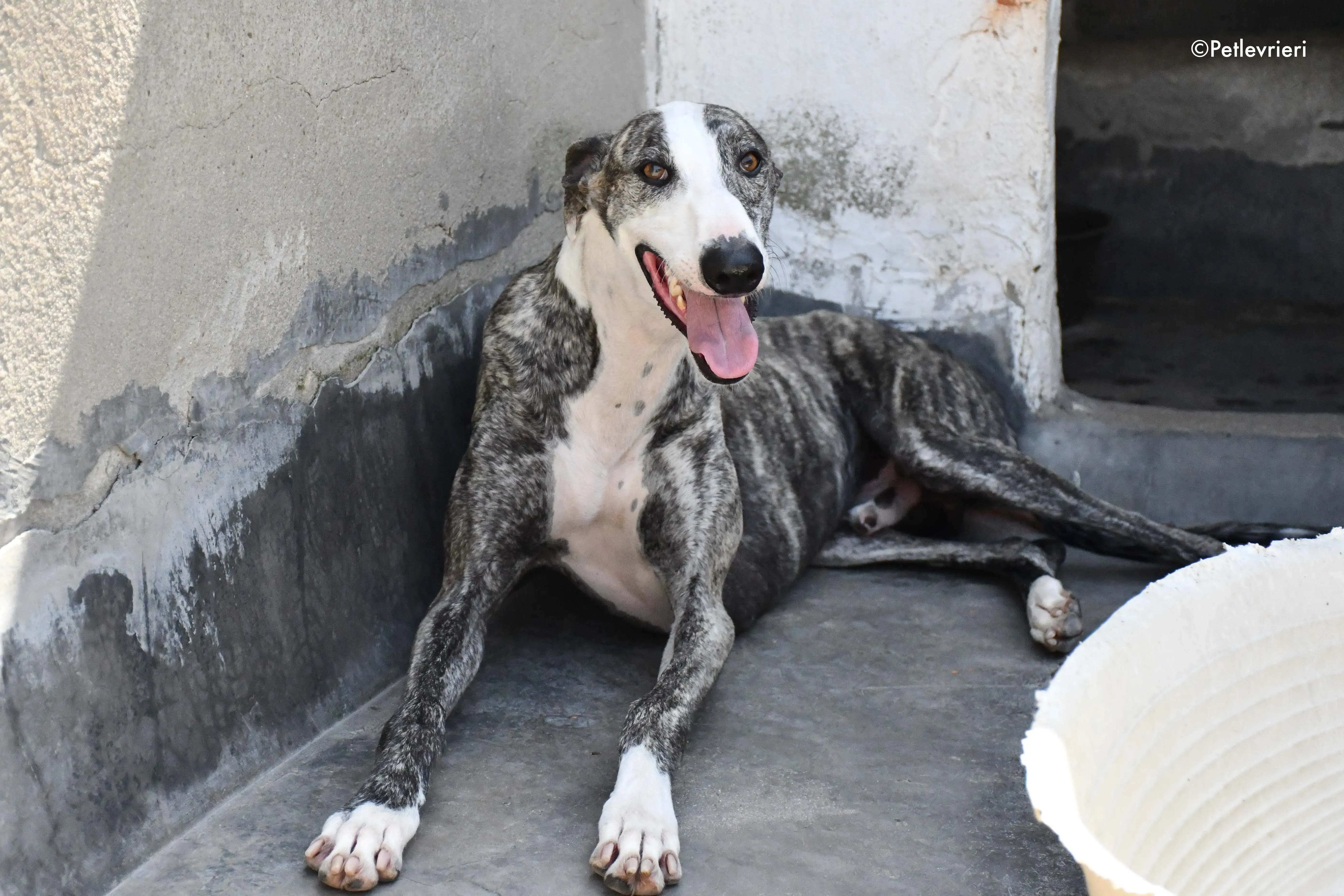 barci adozione levrieri galgo 3