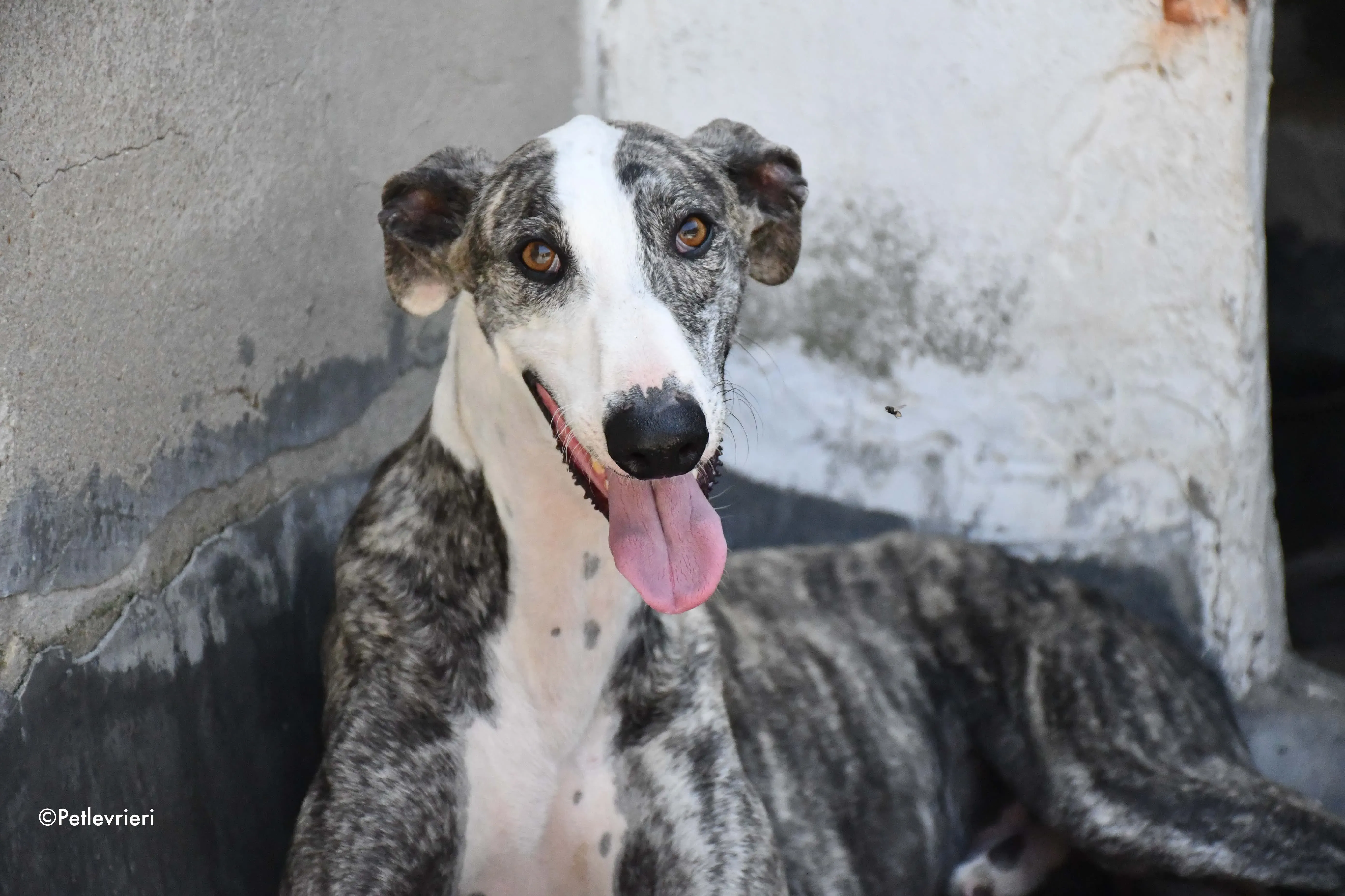 barci adozione levrieri galgo 5