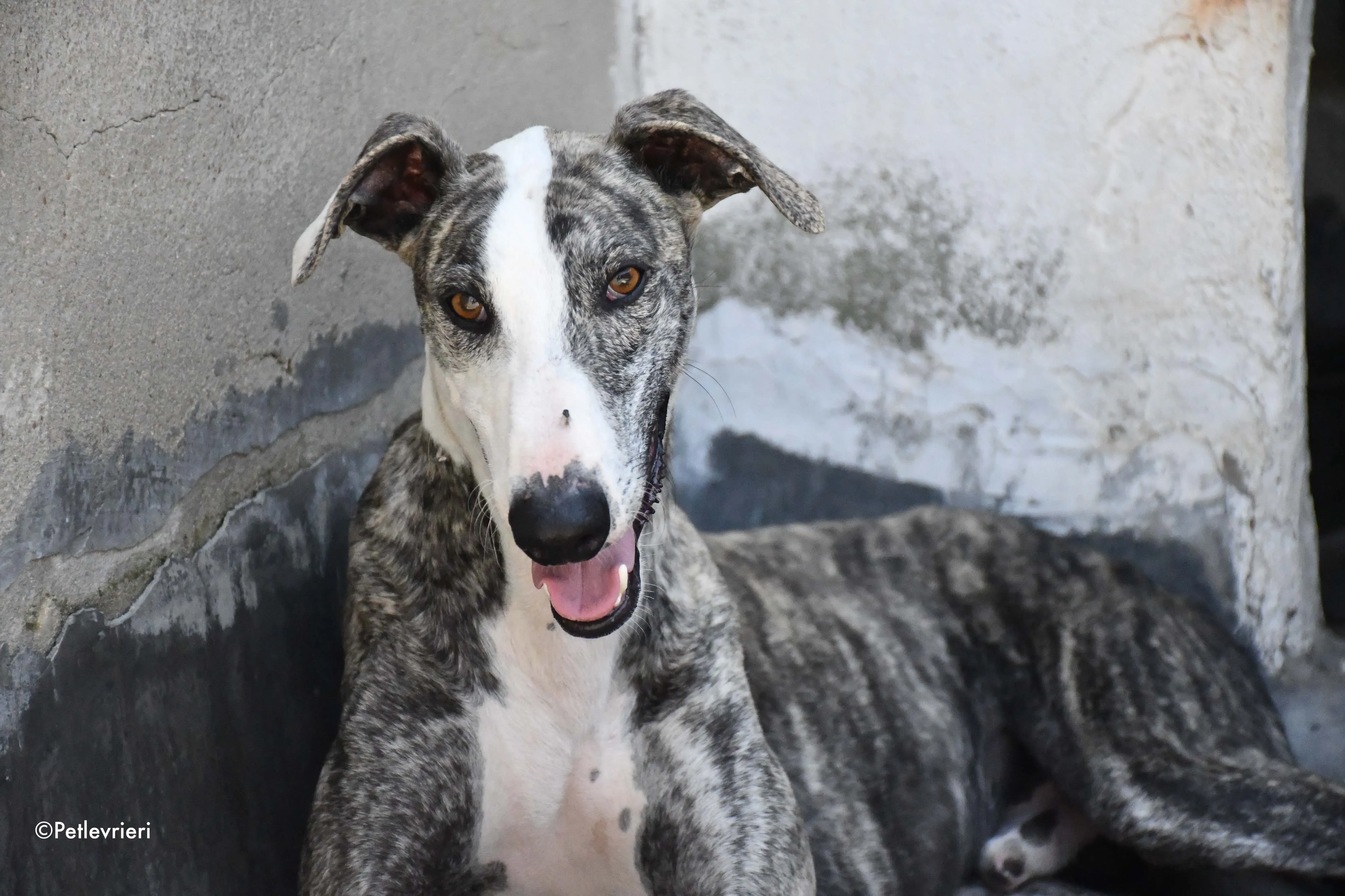barci adozione levrieri galgo 6