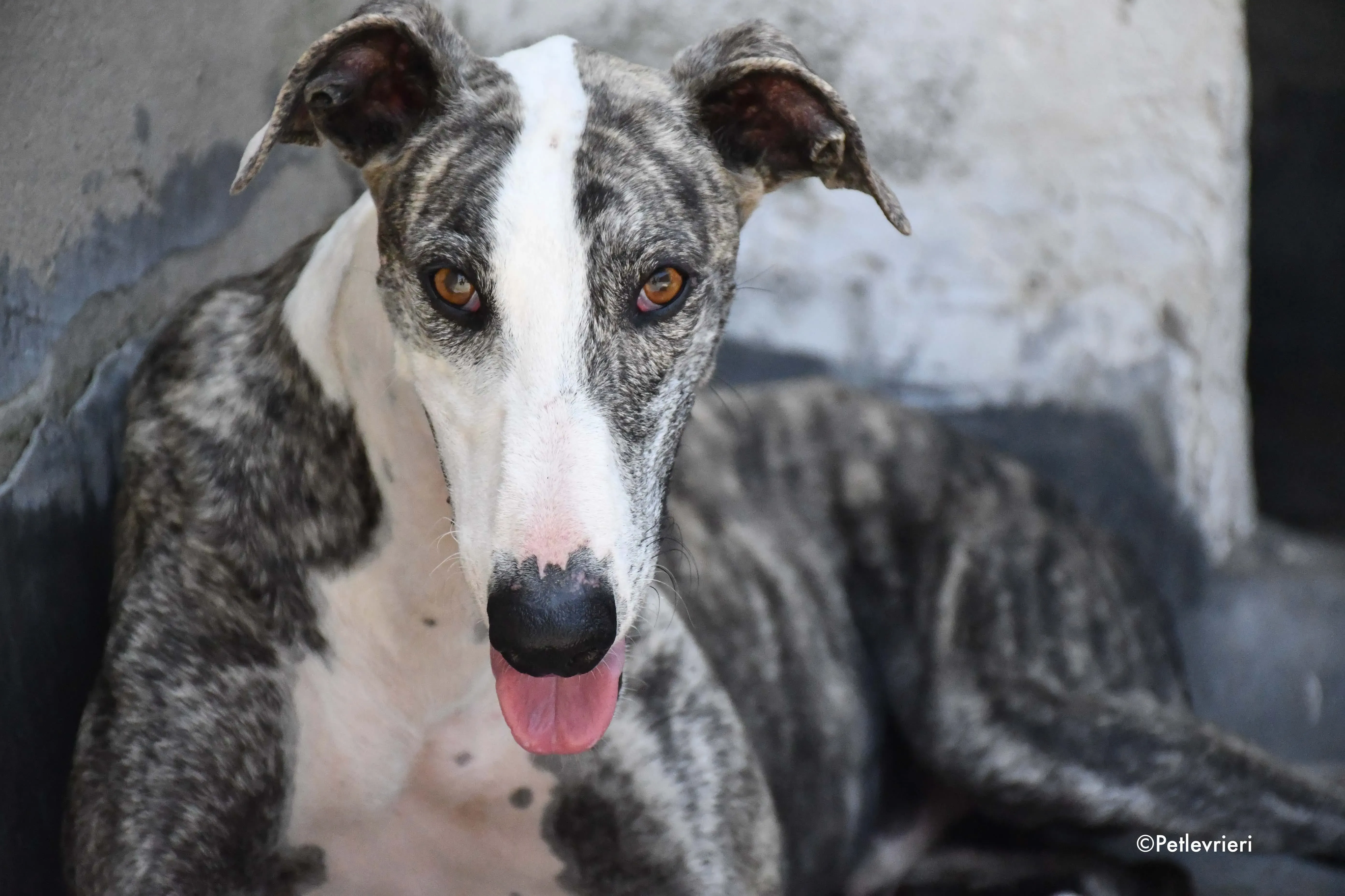 barci adozione levrieri galgo 8
