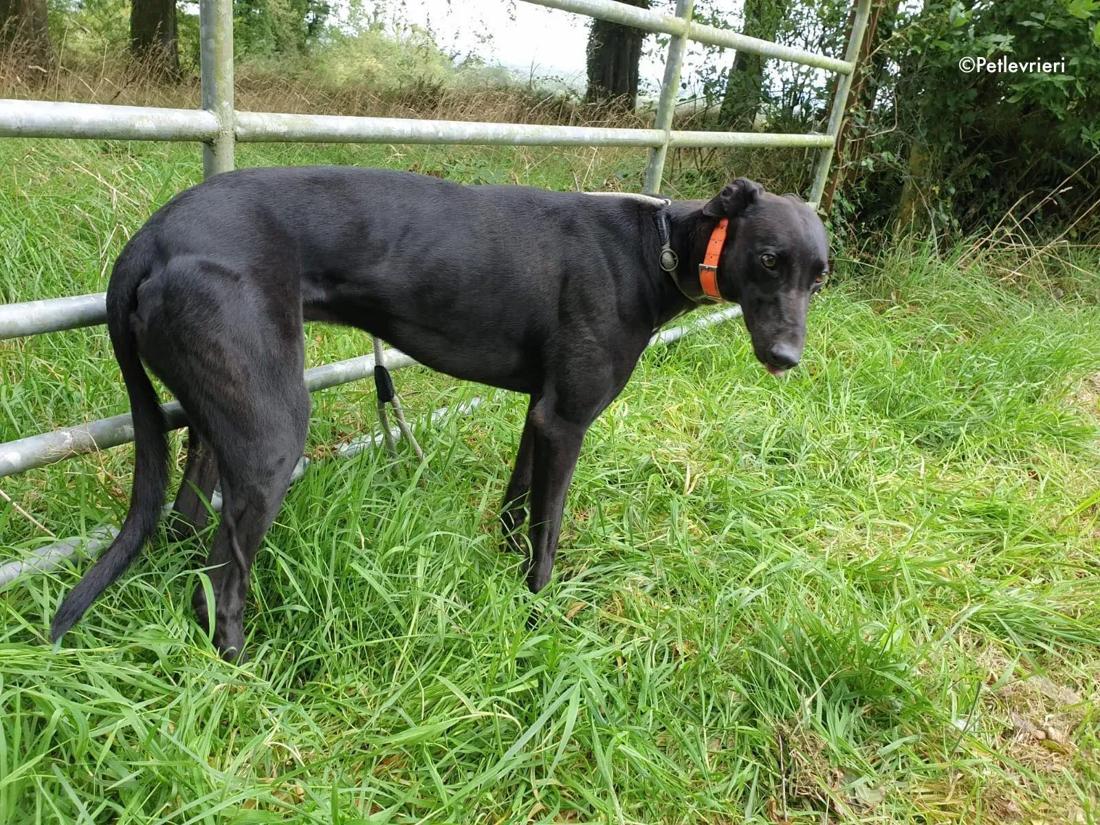 barney adozione levrieri greyhound 1