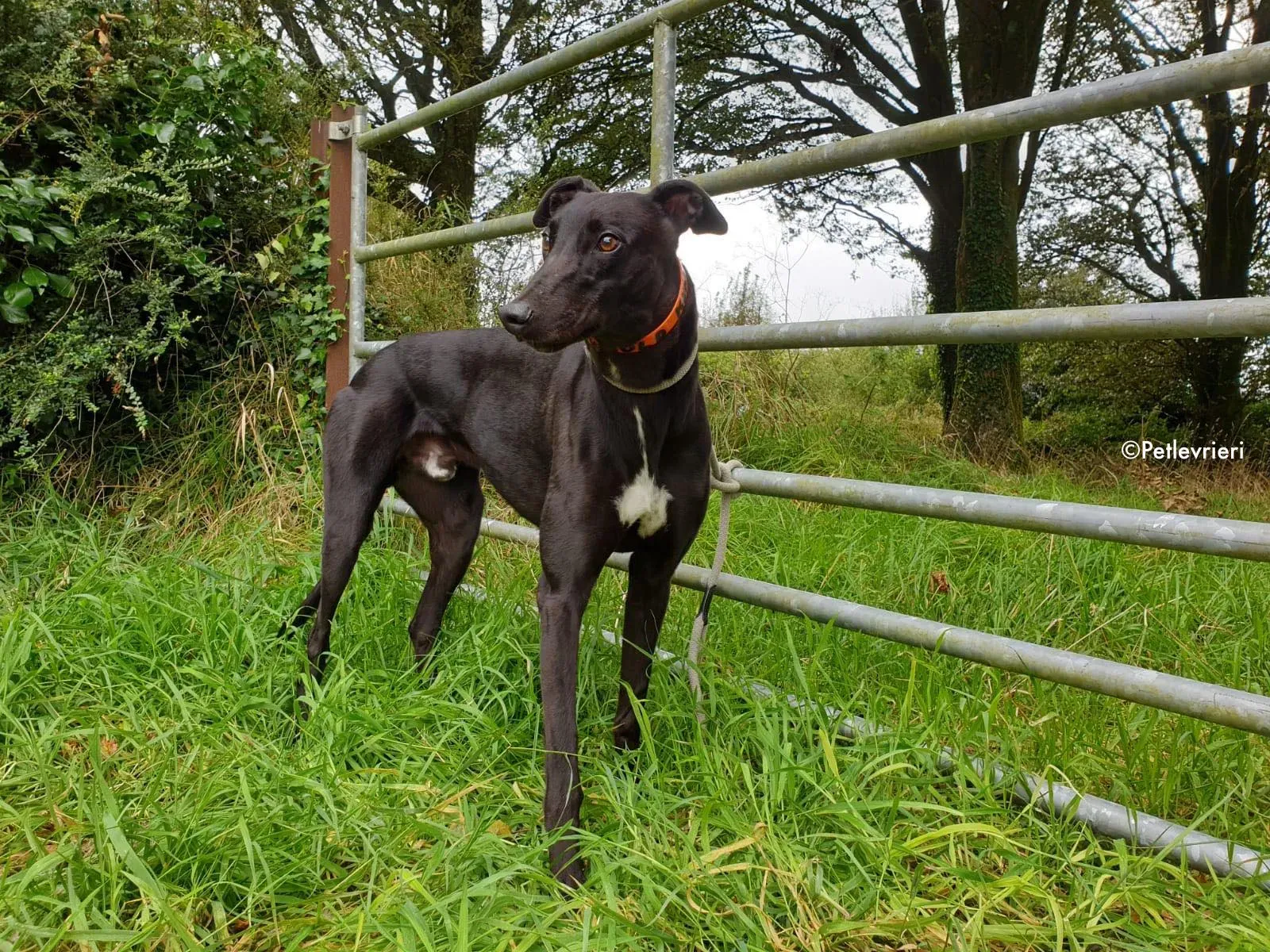 barney adozione levrieri greyhound 2