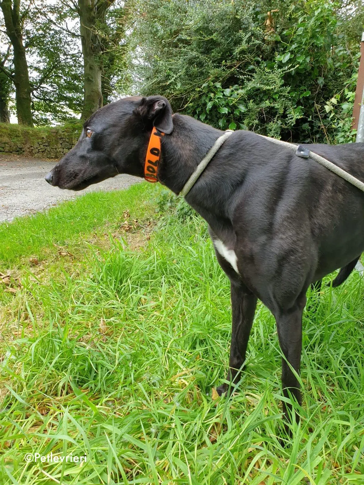 barney adozione levrieri greyhound 3