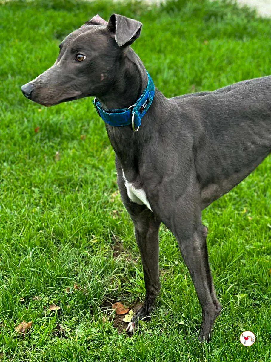 barney grey adozione 01