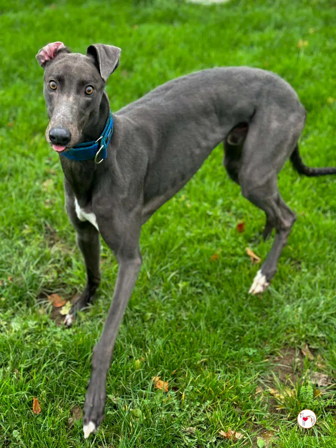 barney grey adozione 02