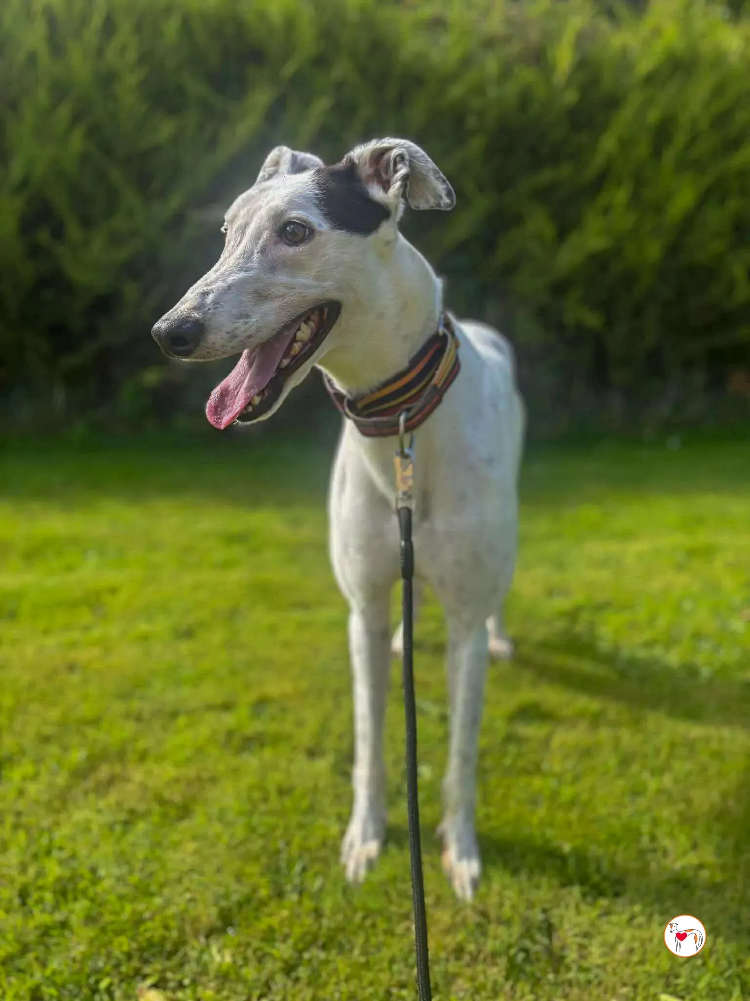 barry grey adozione 01