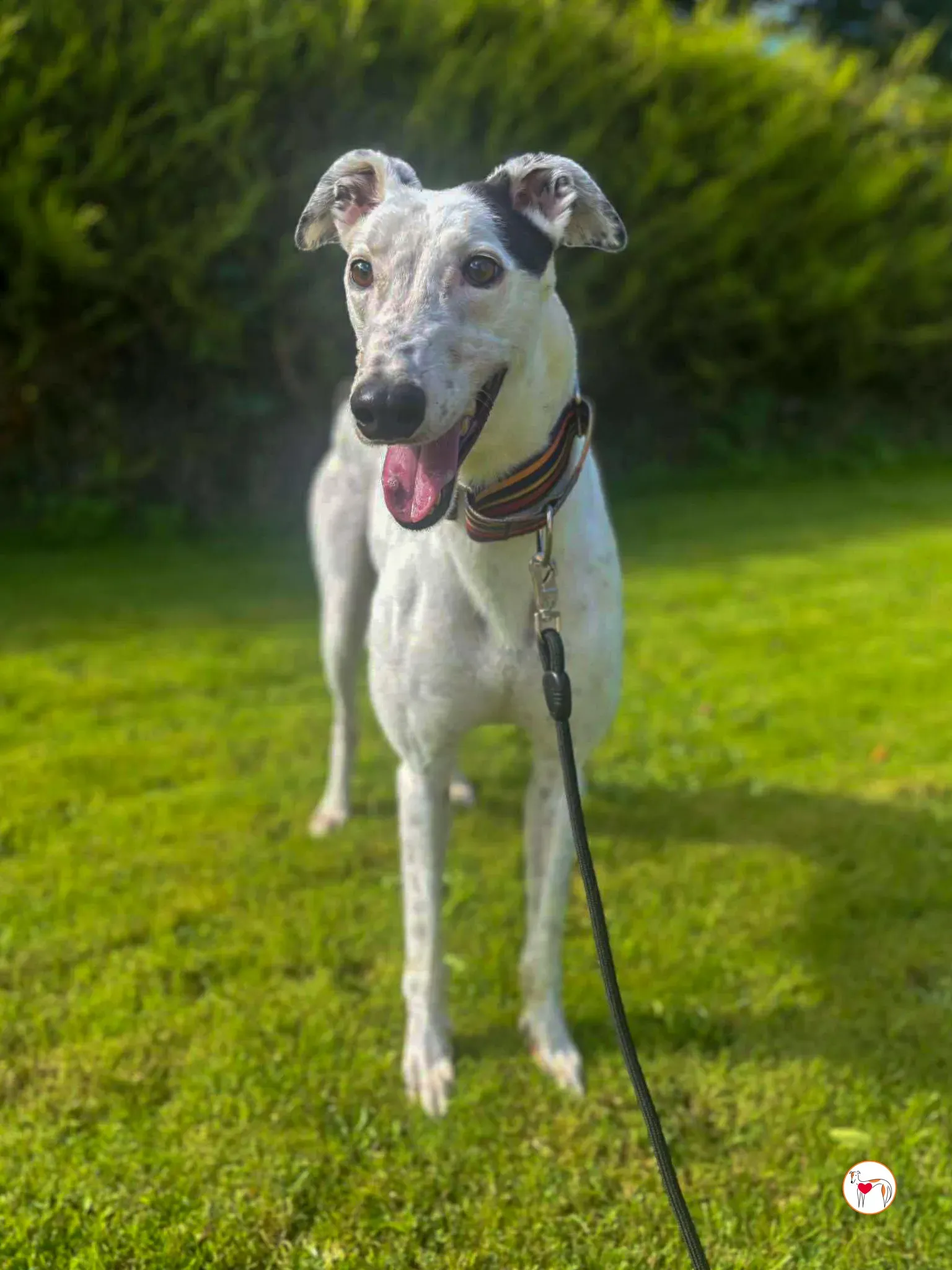 barry grey adozione 02