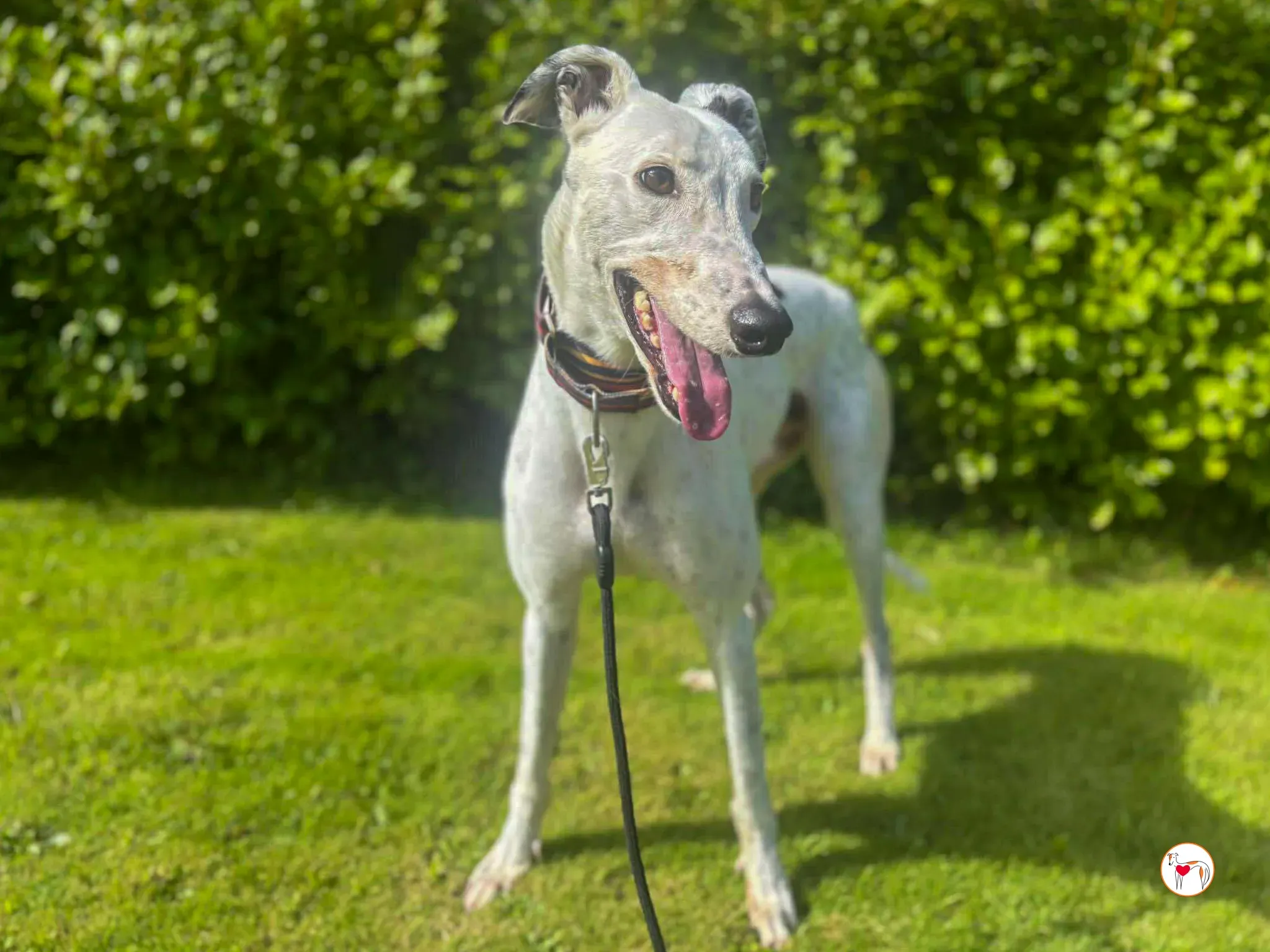 barry grey adozione 03