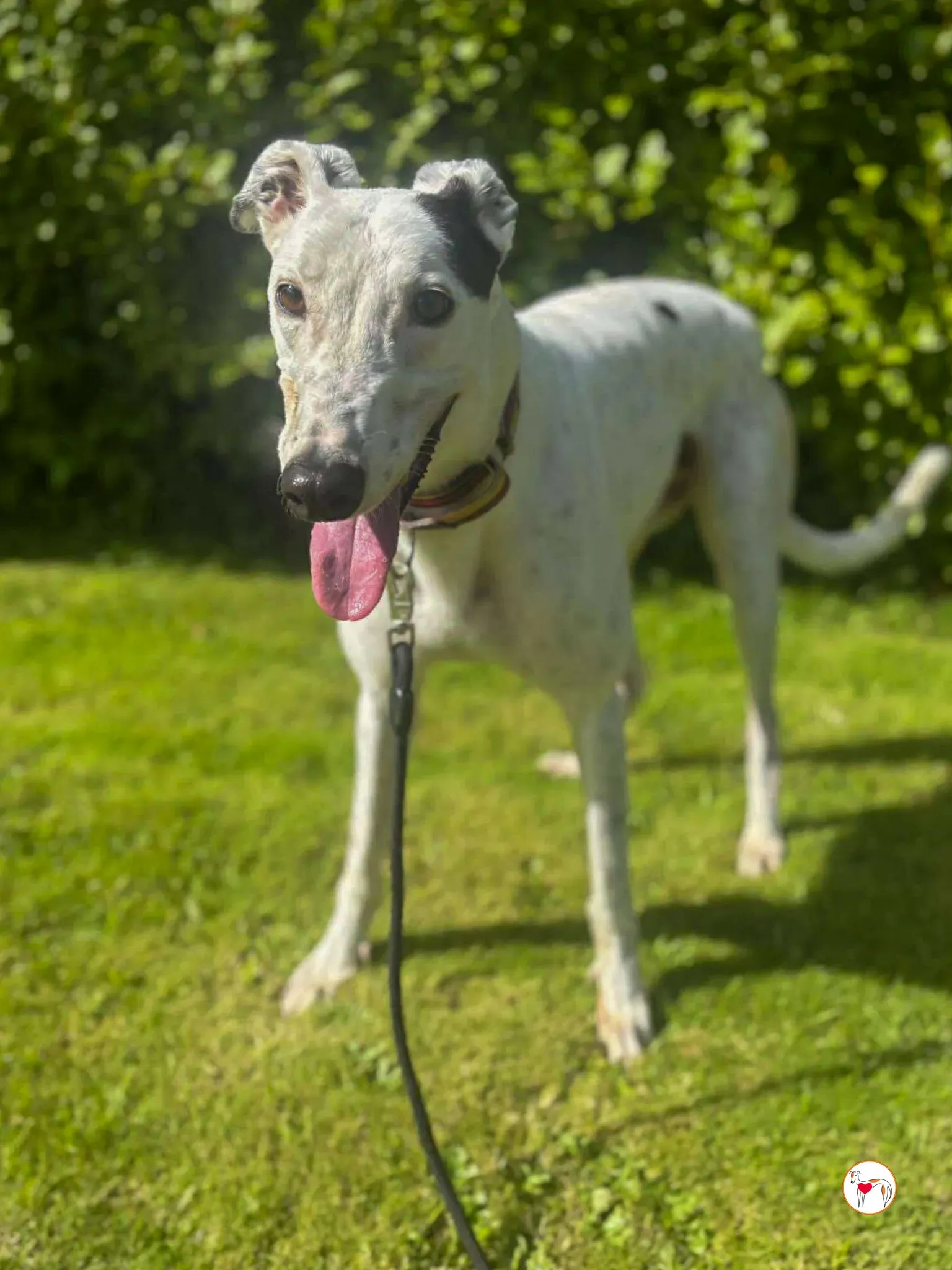 barry grey adozione 04