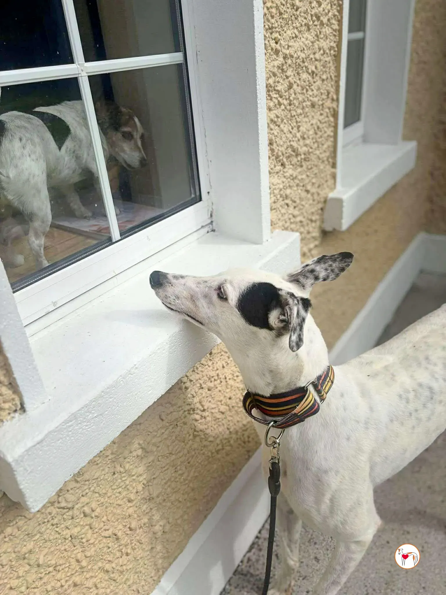 barry grey adozione 05