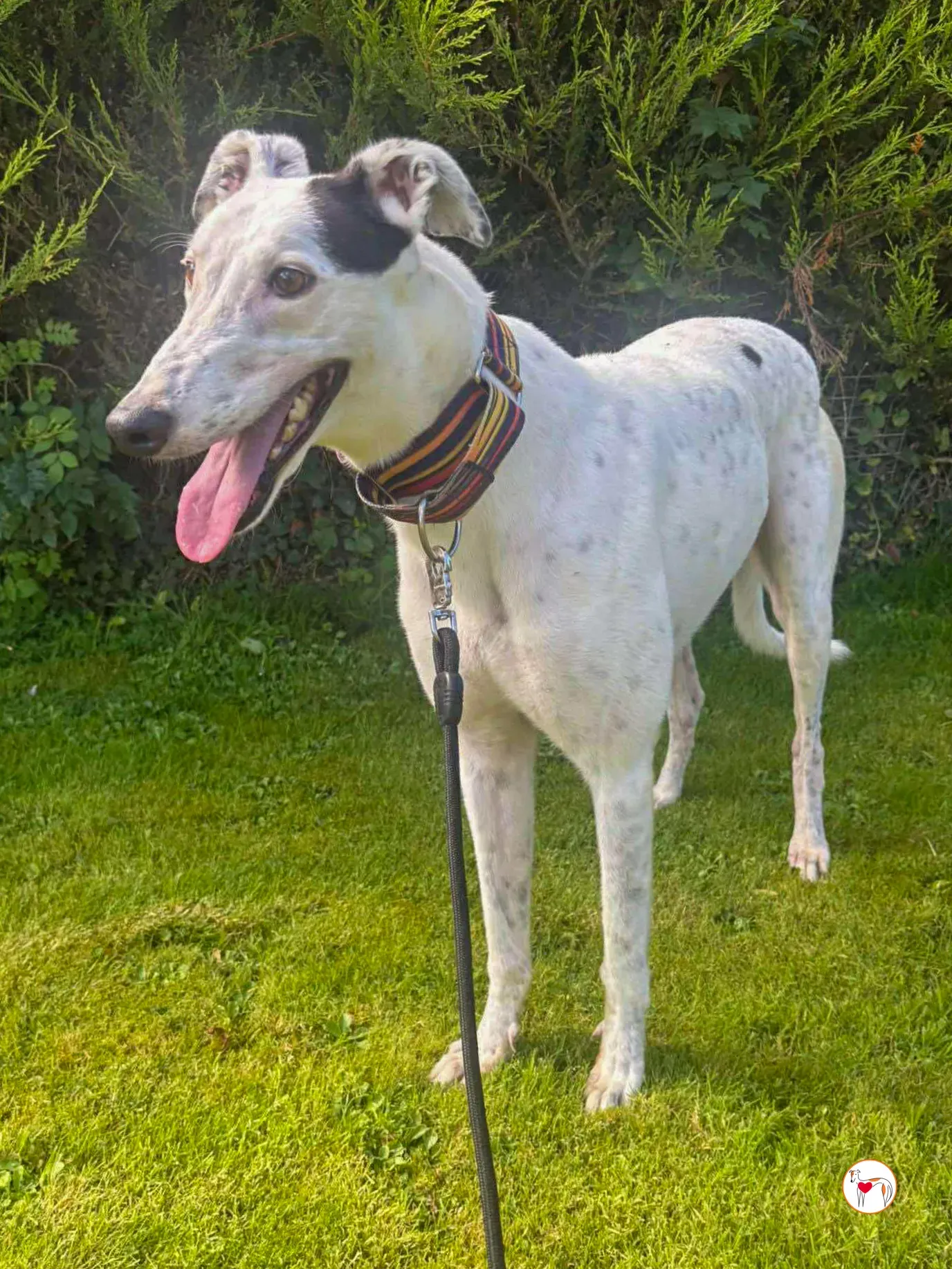 barry grey adozione 06