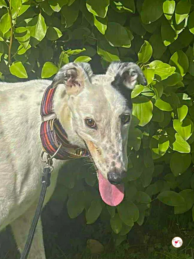 barry grey adozione 07