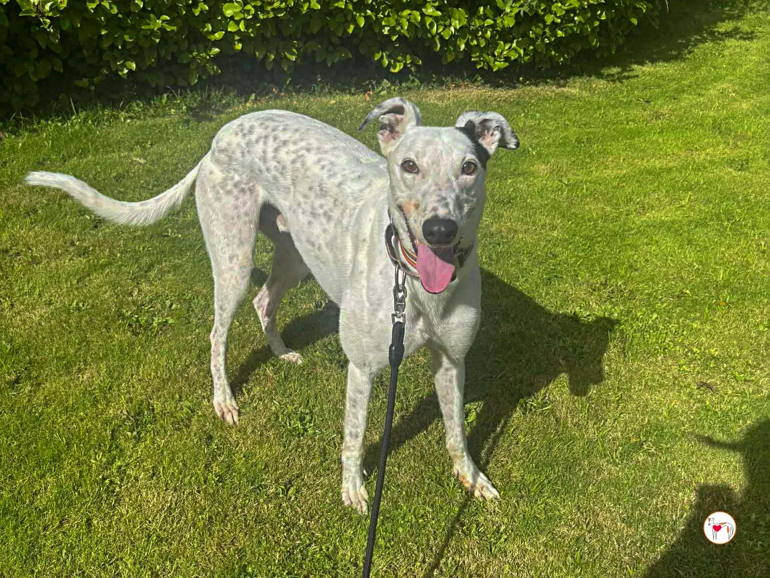 barry grey adozione 08