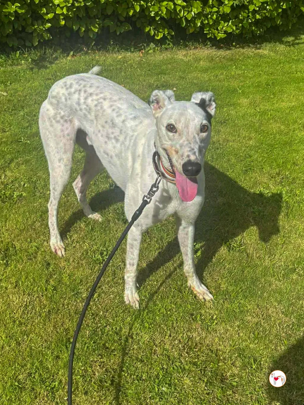 barry grey adozione 09