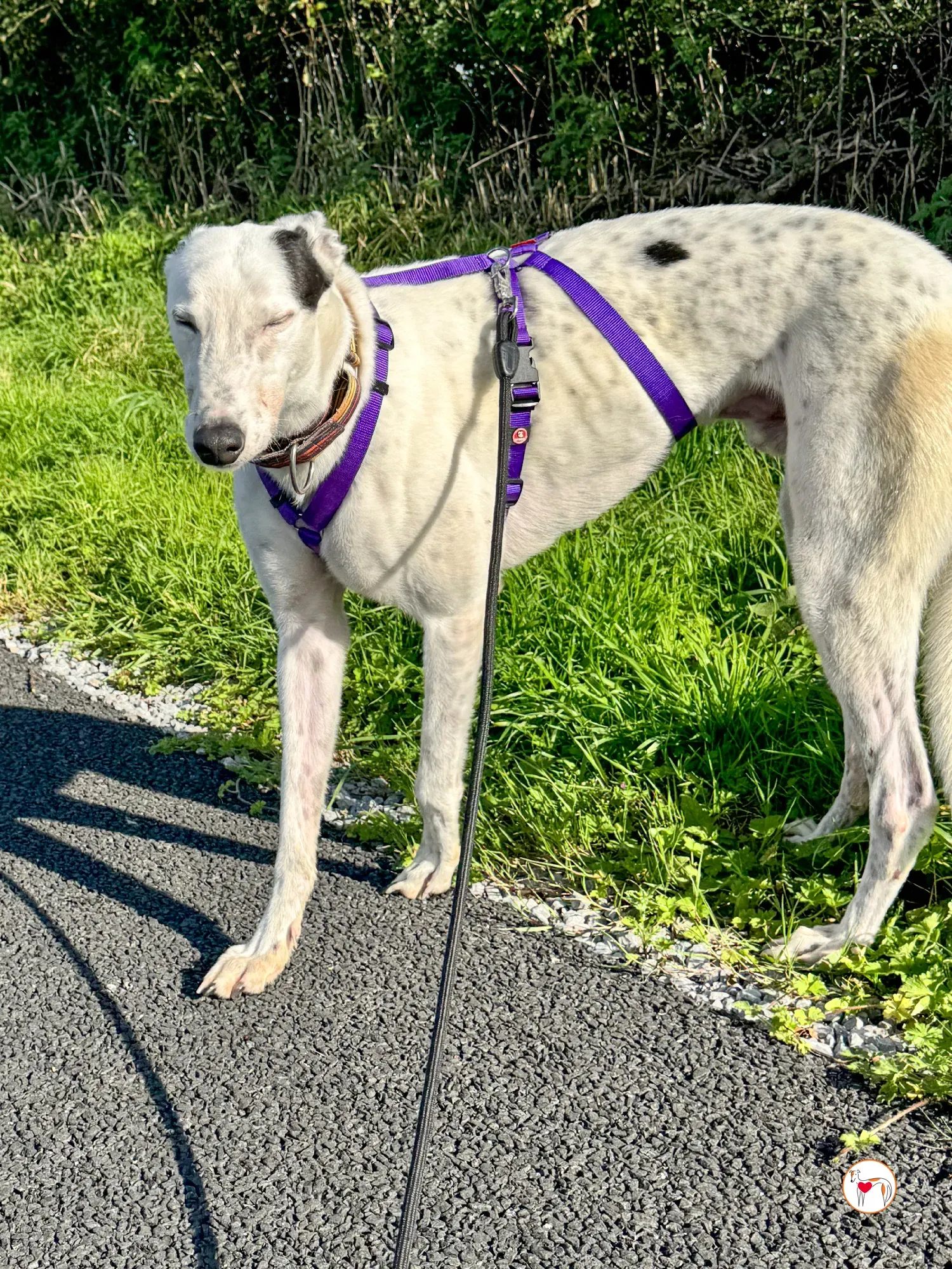 barry grey adozione 11