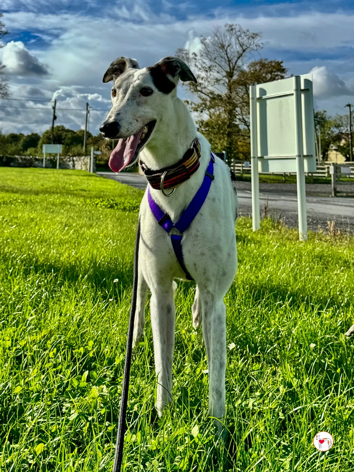 barry grey adozione 12