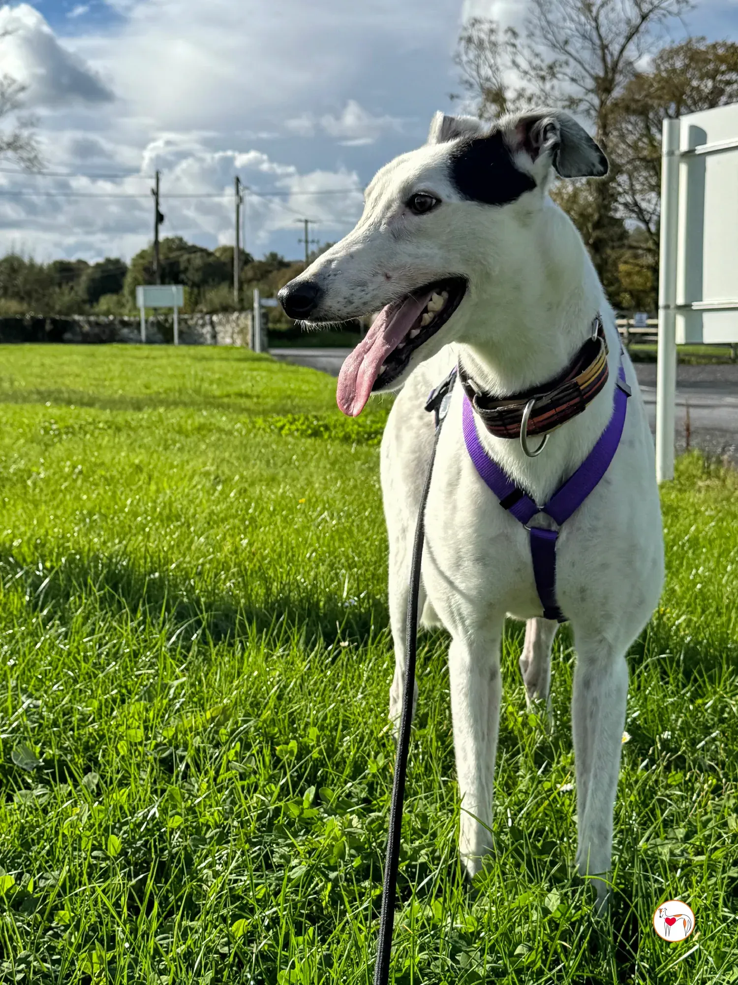 barry grey adozione 13