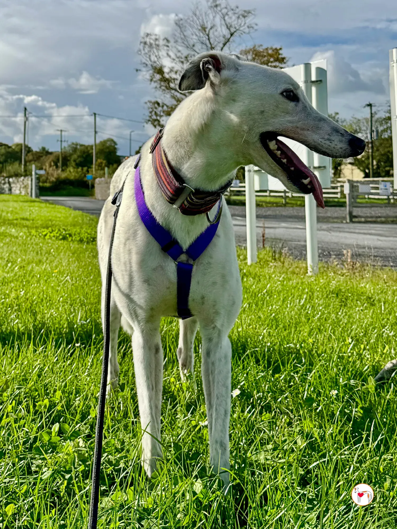 barry grey adozione 14