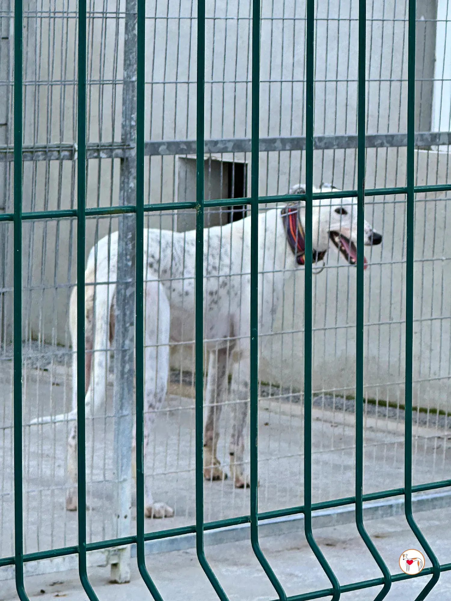 barry grey adozione 15