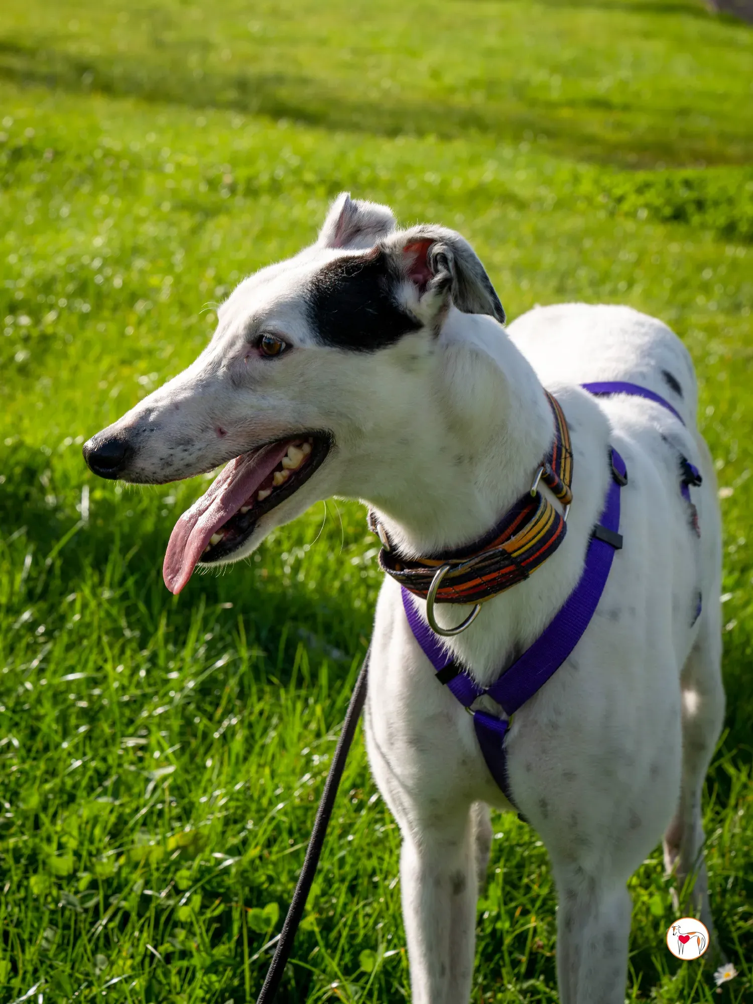 barry grey adozione 16