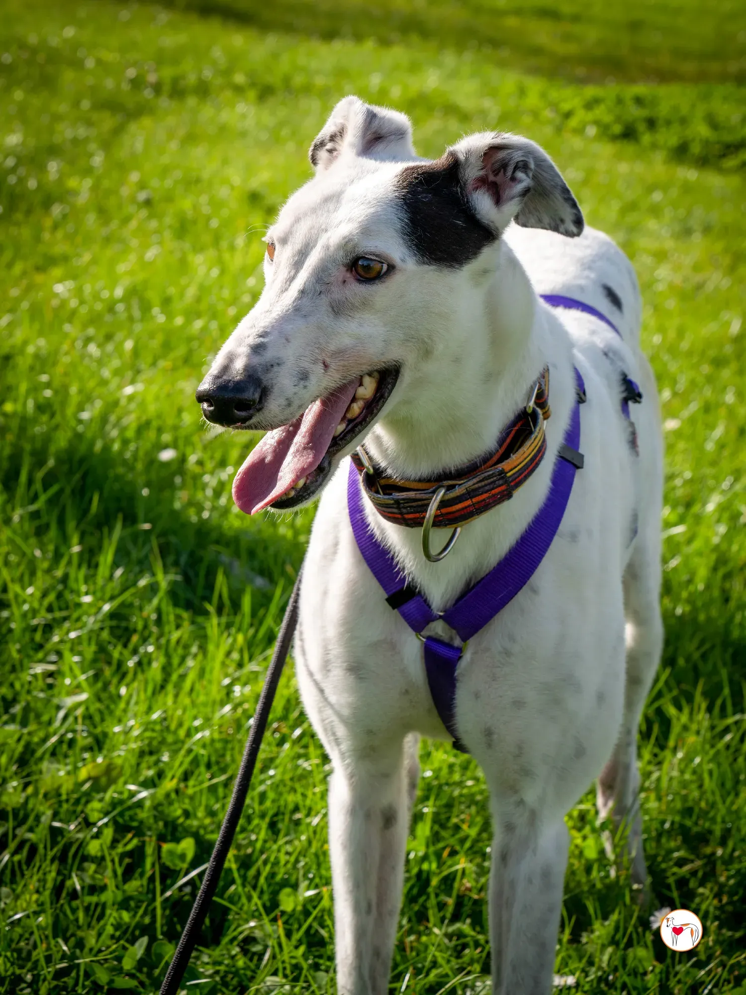 barry grey adozione 17