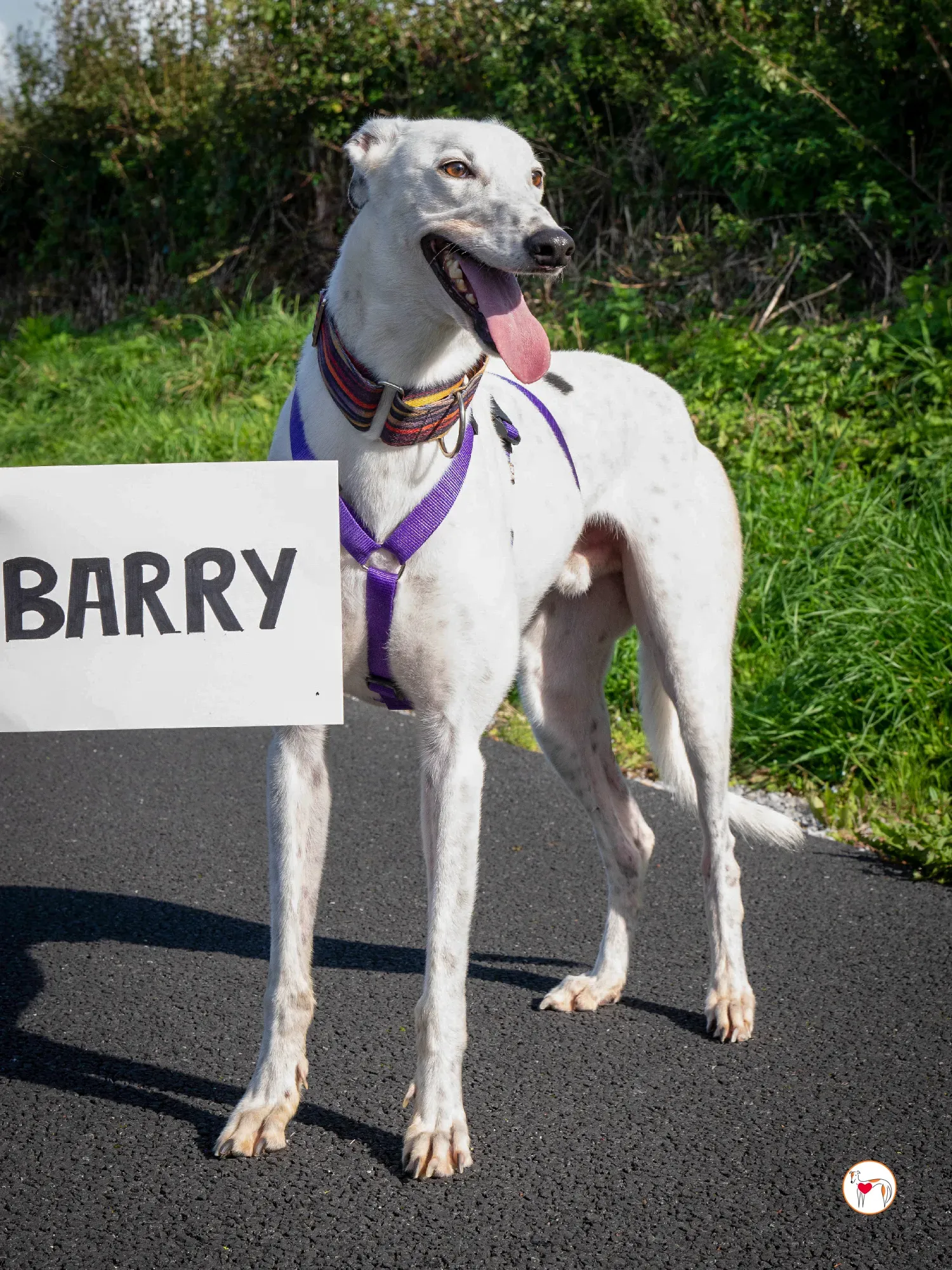 barry grey adozione 18