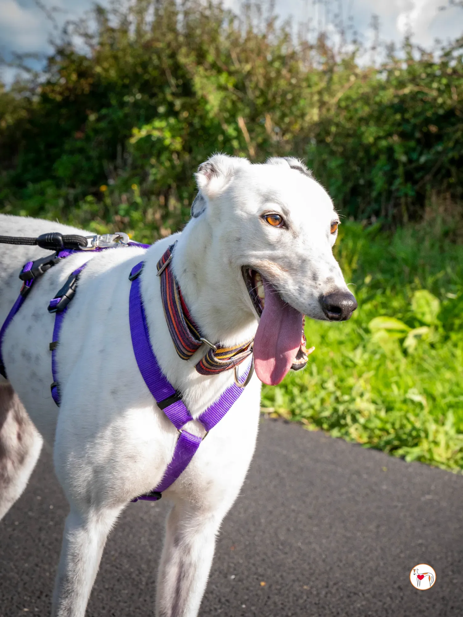 barry grey adozione 19