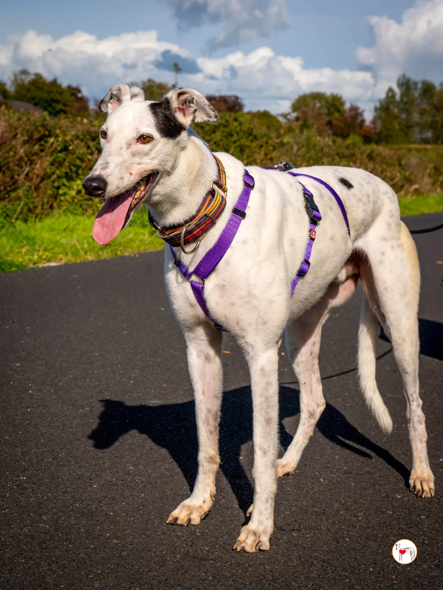 barry grey adozione 20