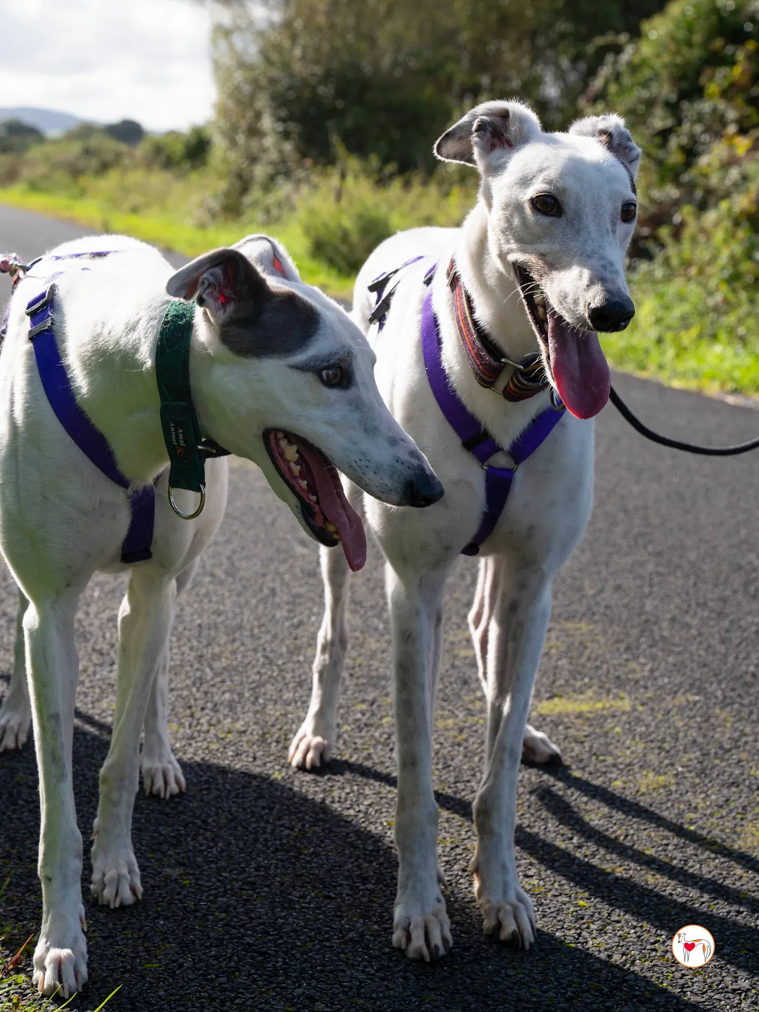 barry grey adozione 21