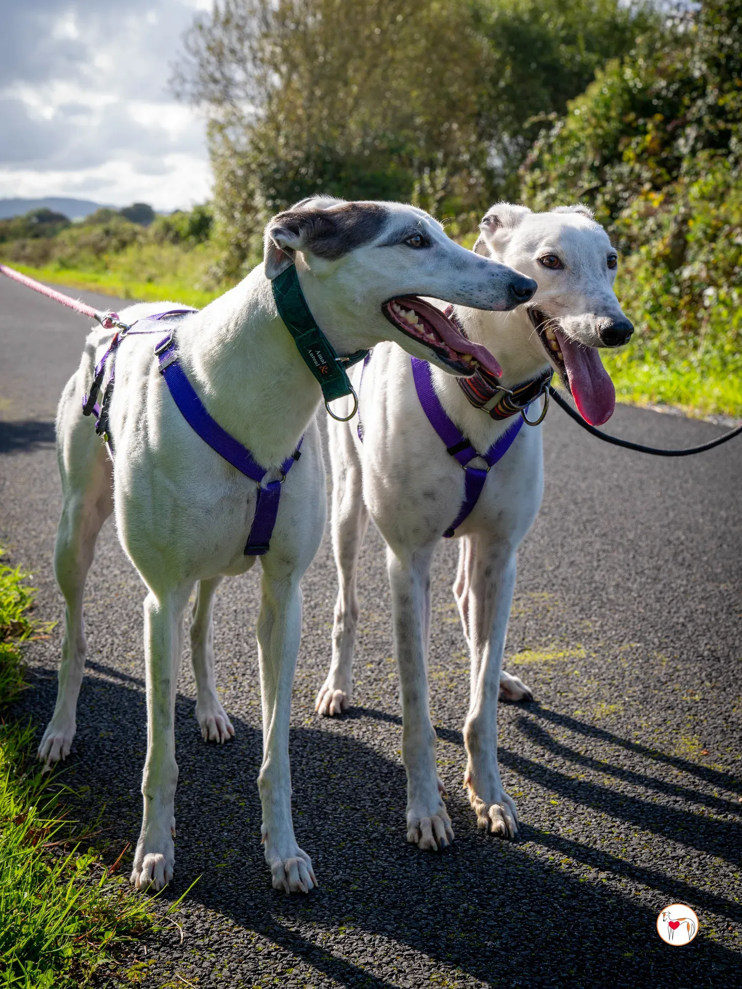 barry grey adozione 22