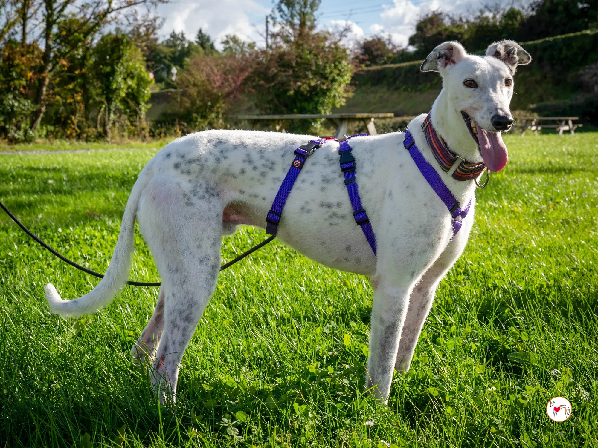 barry grey adozione 23