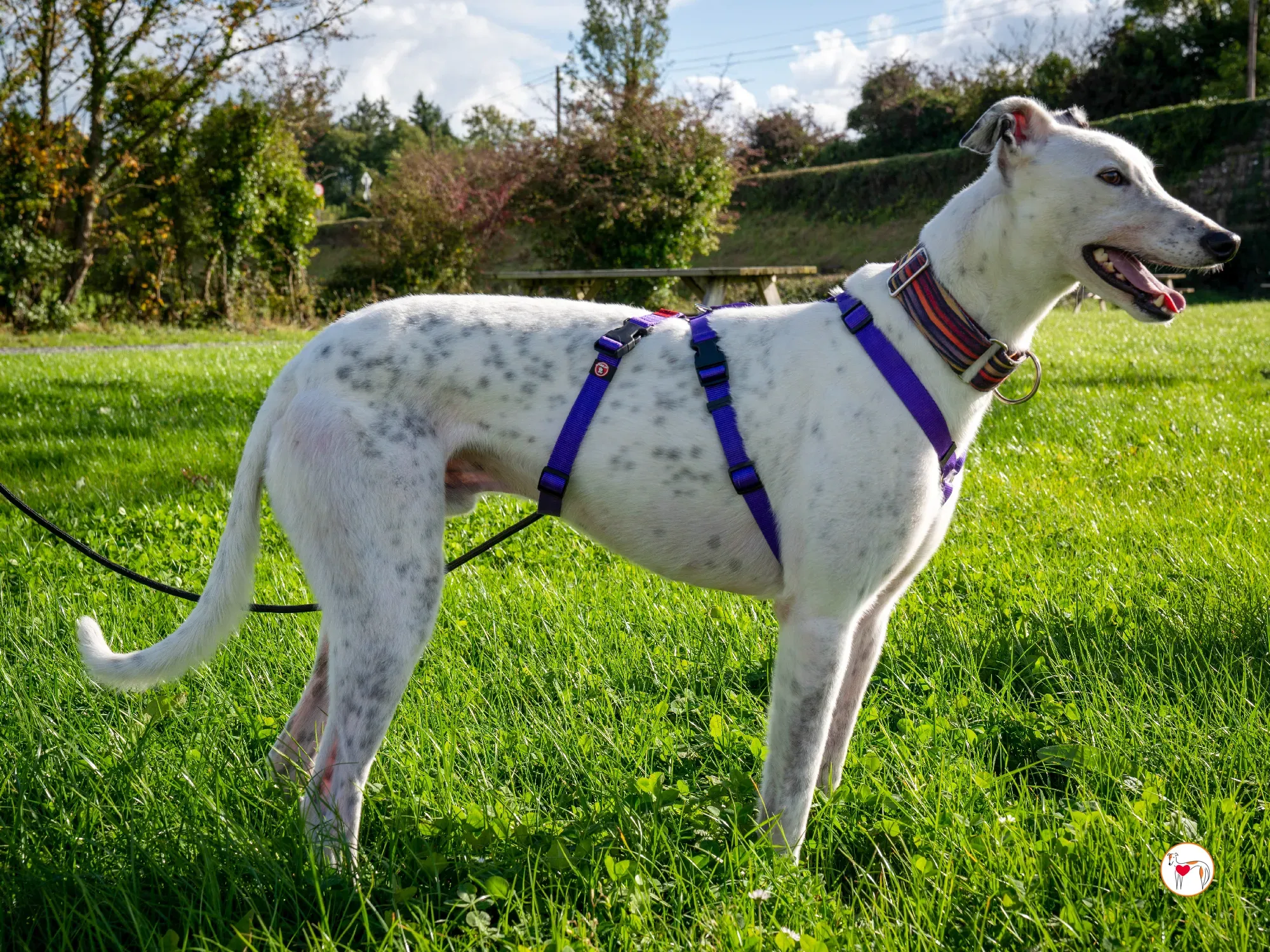 barry grey adozione 24