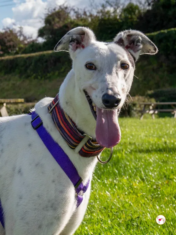 barry grey adozione 25