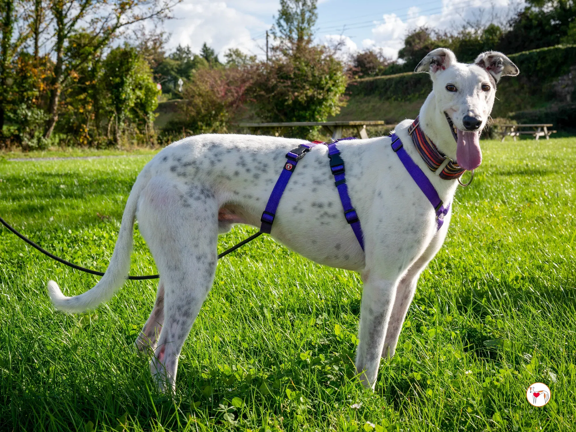 barry grey adozione 26