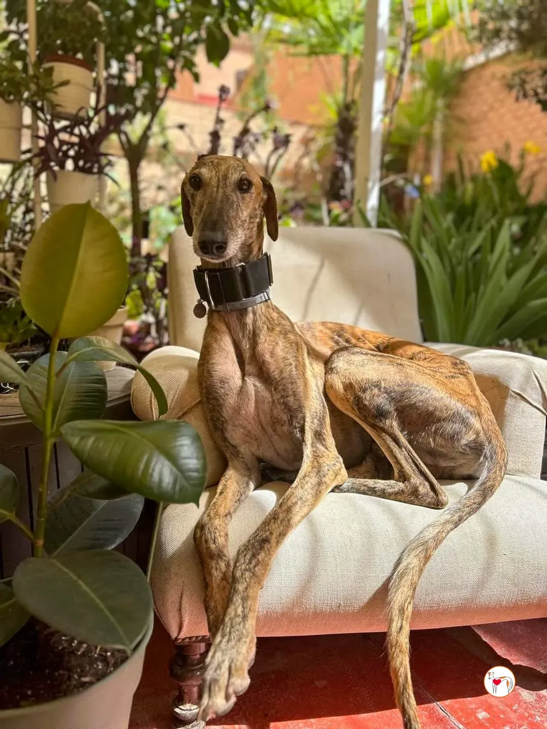 bartolome galgo adozione 01